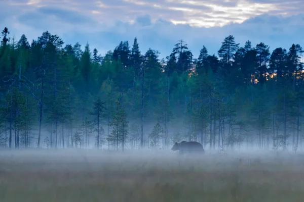 Brown bear in the European forest