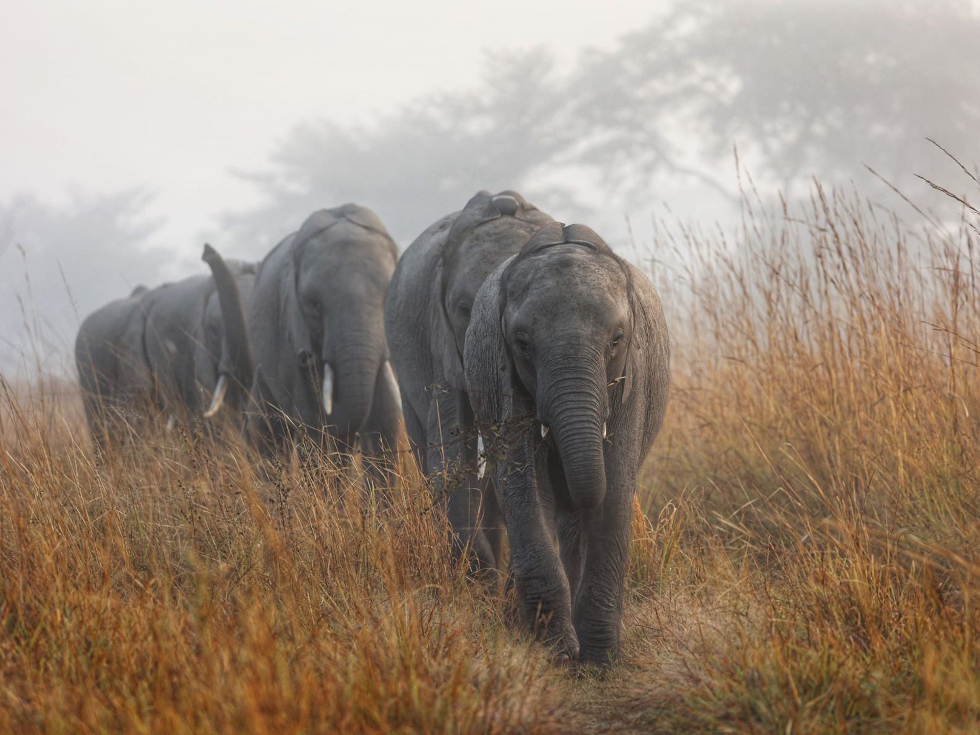 Elefantenherde spaziert
