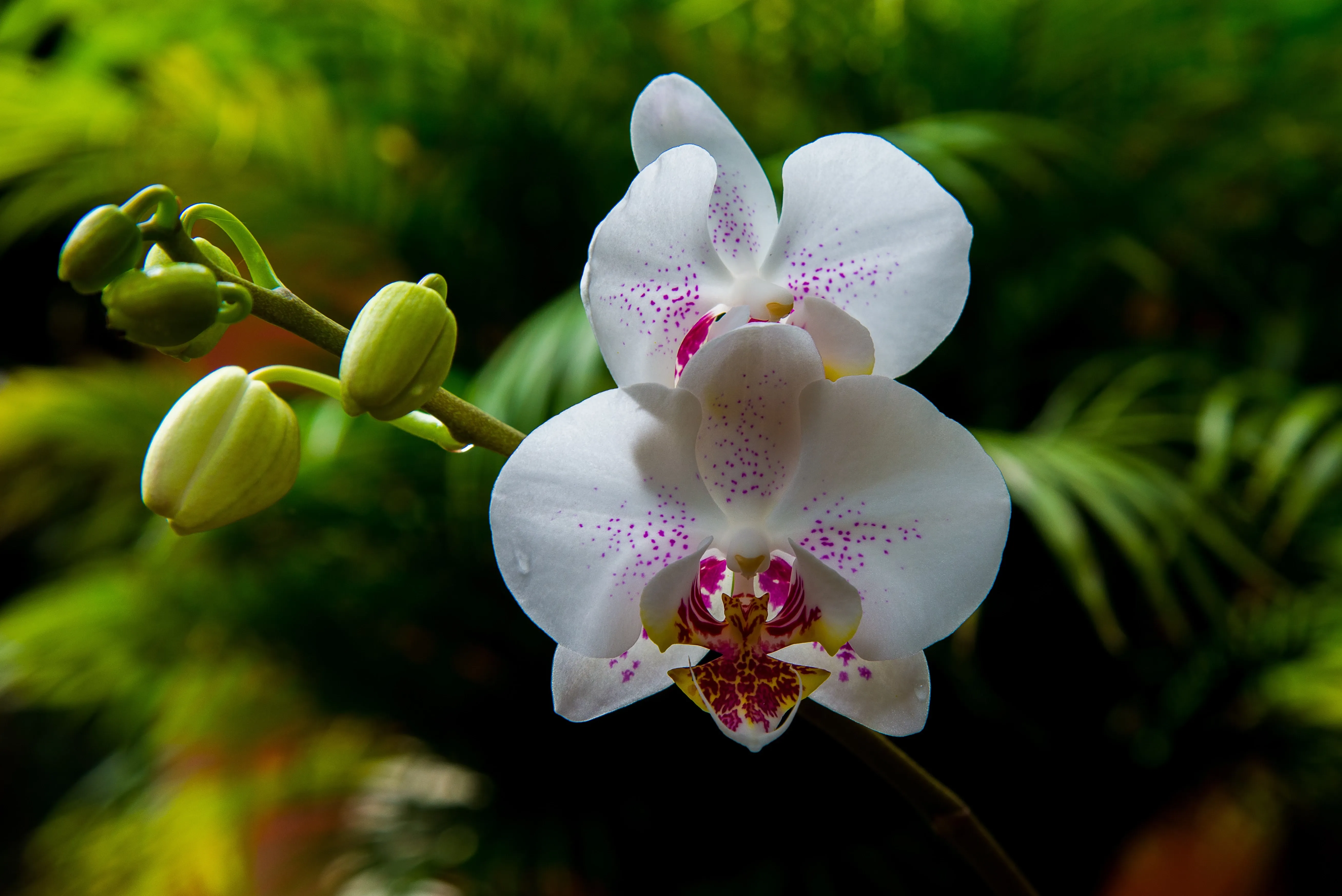 white orchid