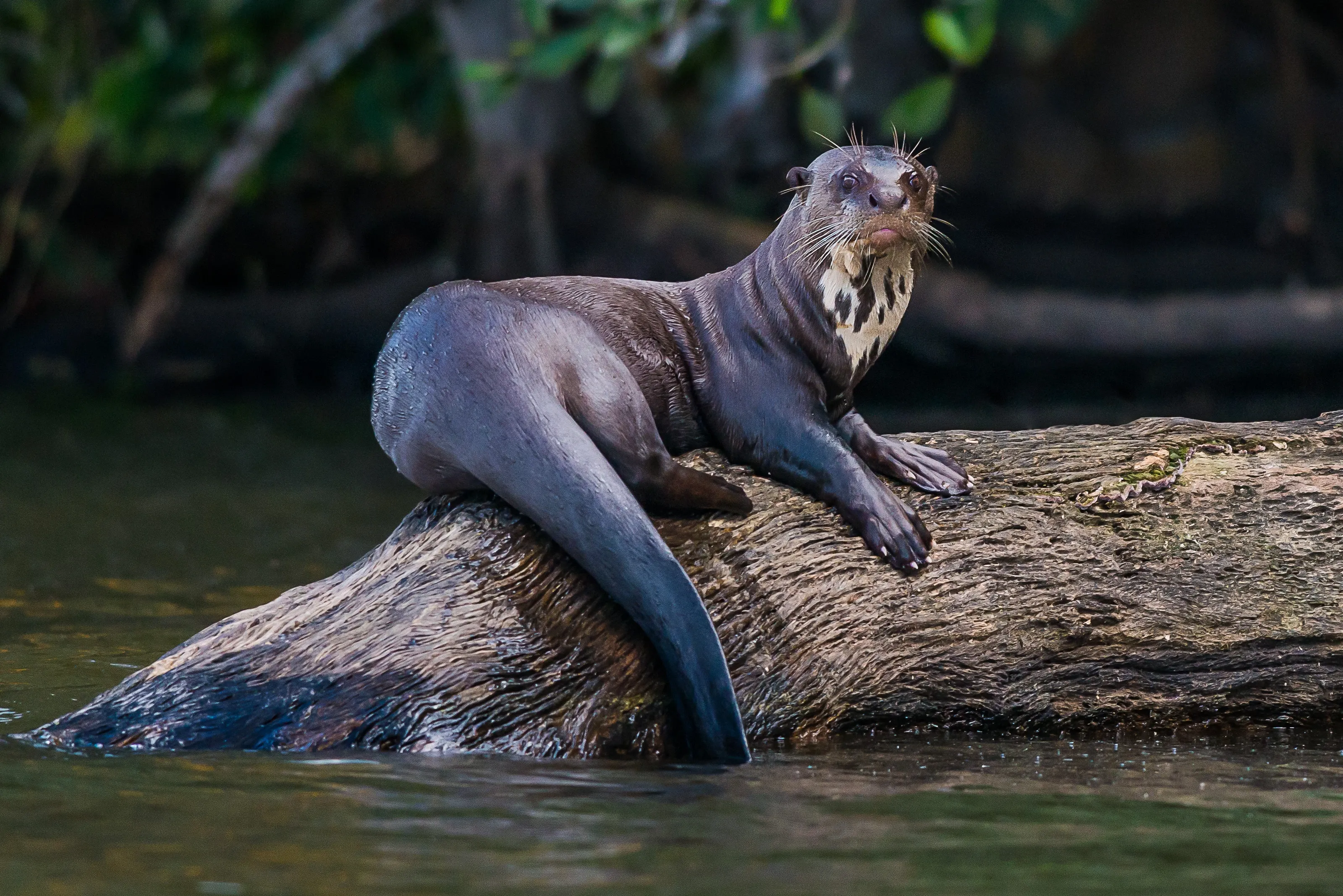 Großer Otter auf Ast im Wasser