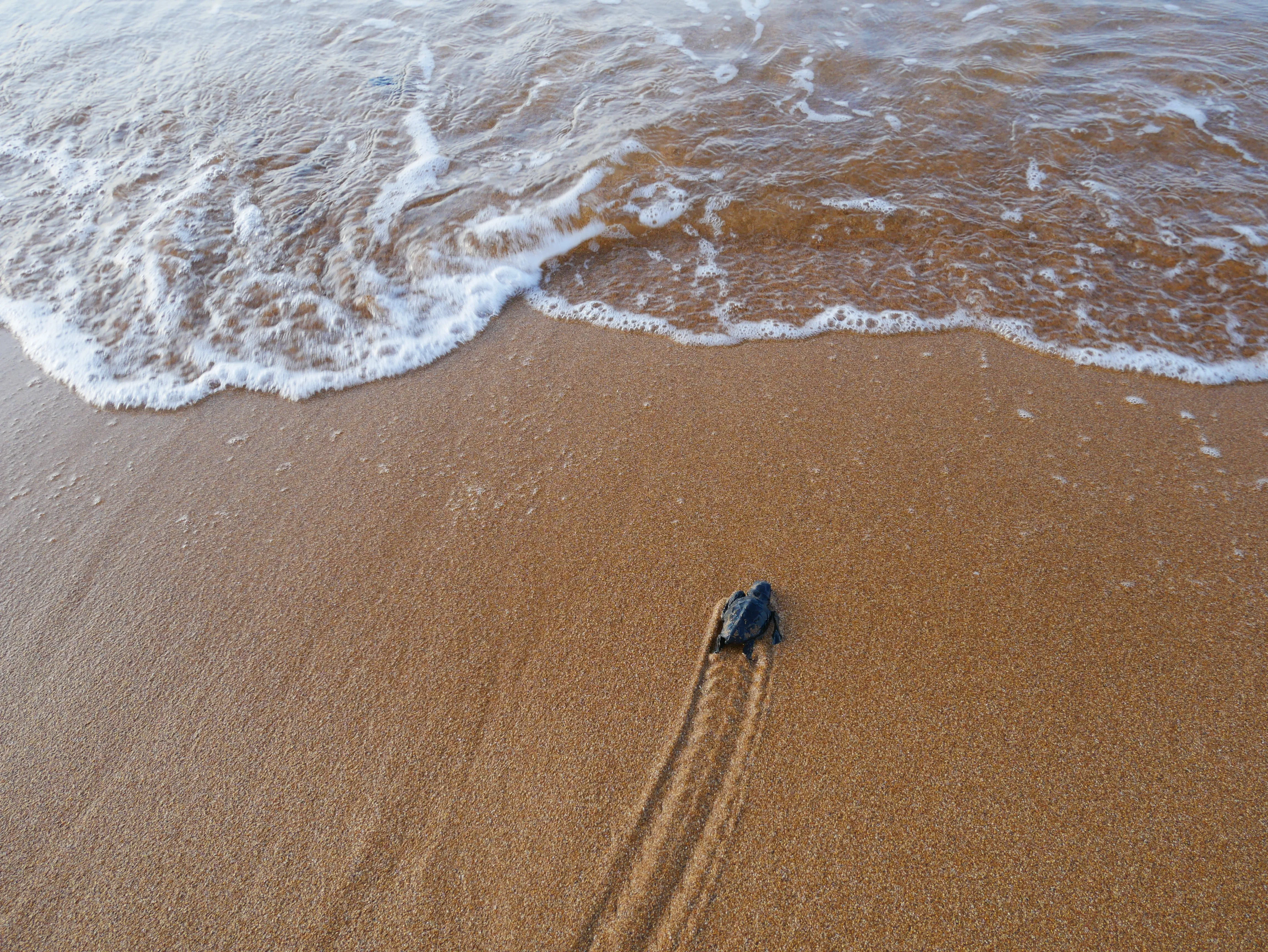 Freiwilligenprojekt Meeresschildkrötenschutz, Griechenland
