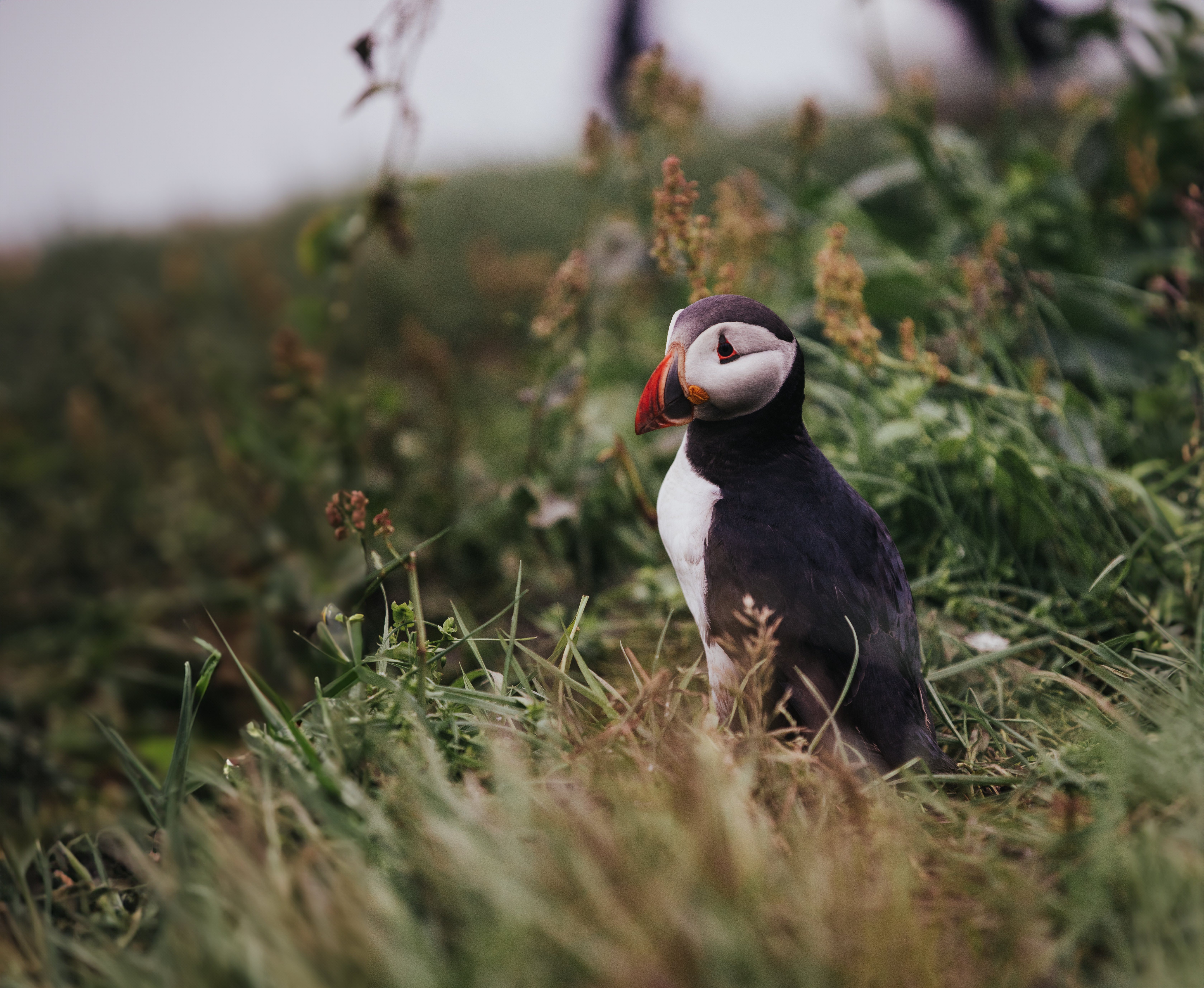 The Faroe Islands: Conservation in the North Atlantic