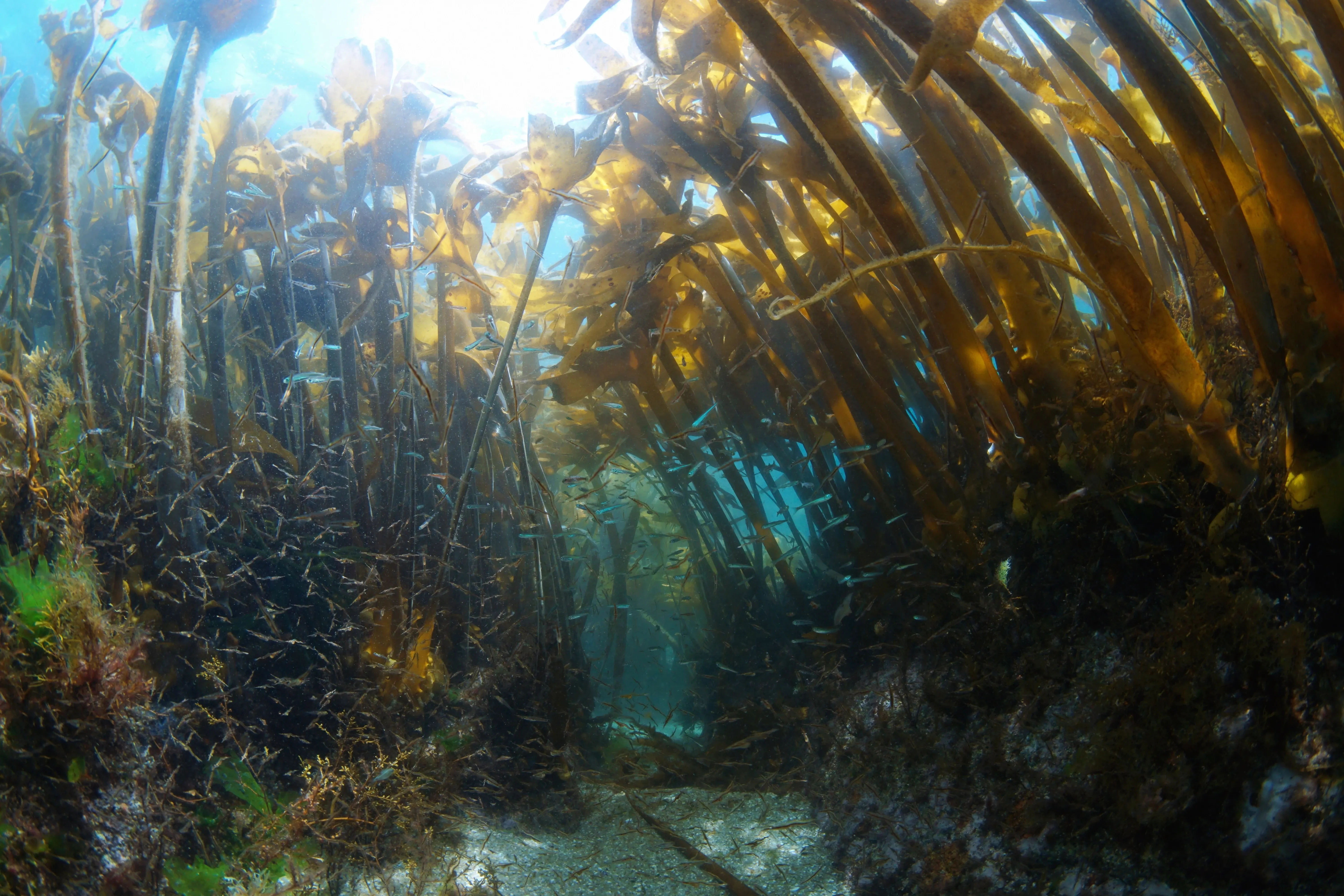Biodiverse kelp