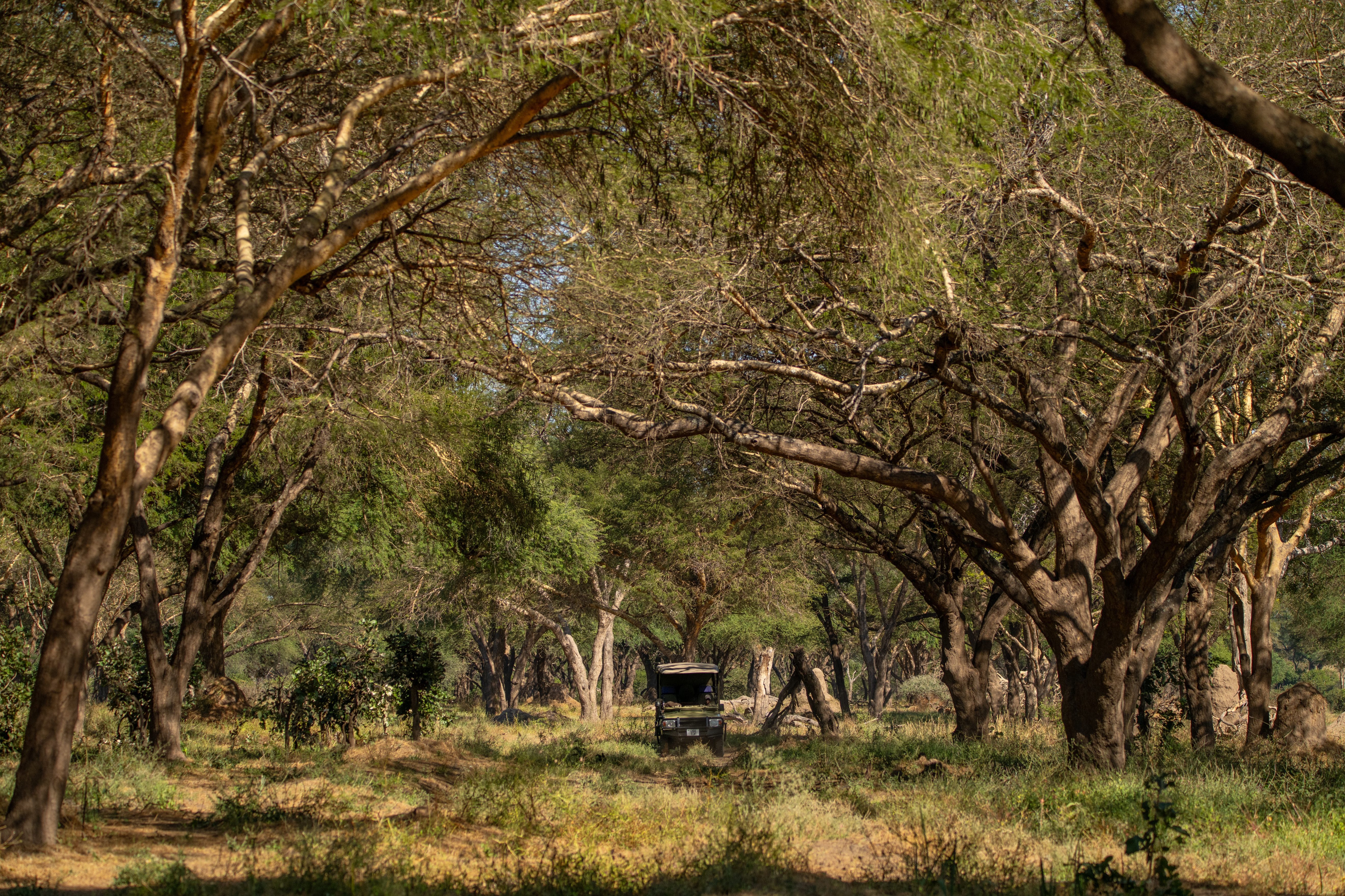 Game drive