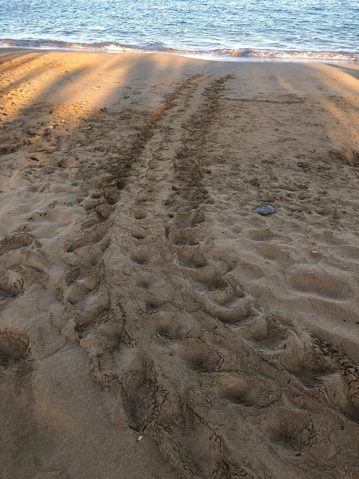 Volunteering Turtle Conservation, Greece