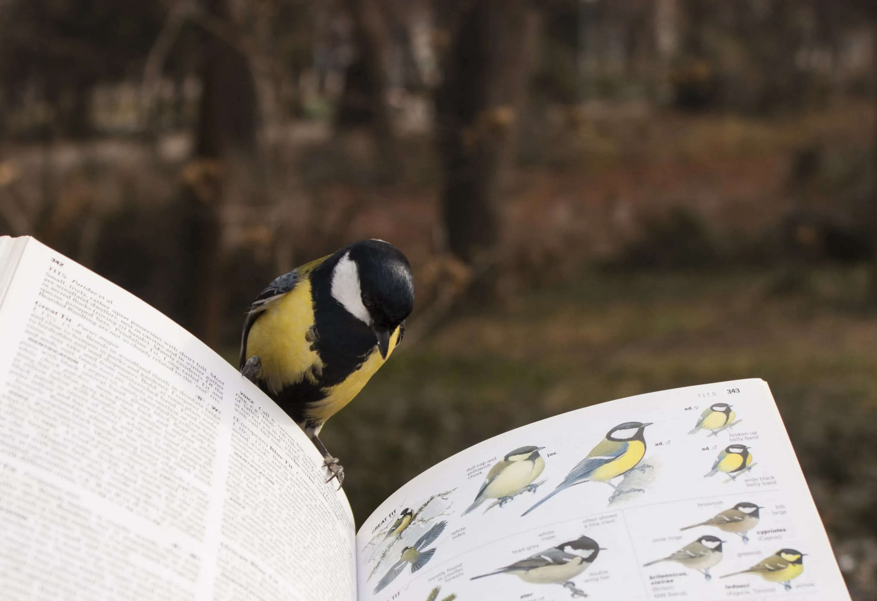 Vogel auf Vogelbeobachtungsbuch