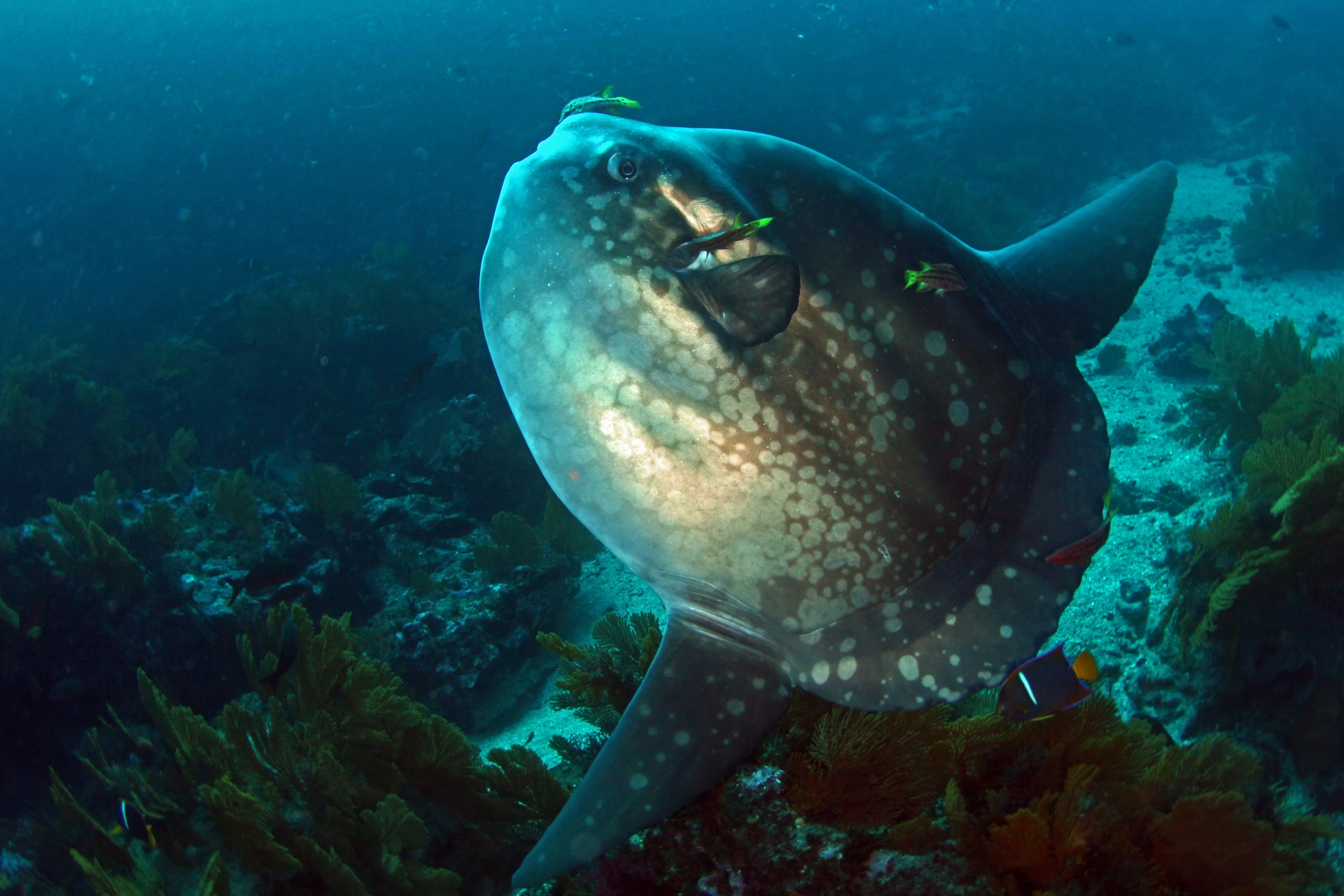 sunfish sideview