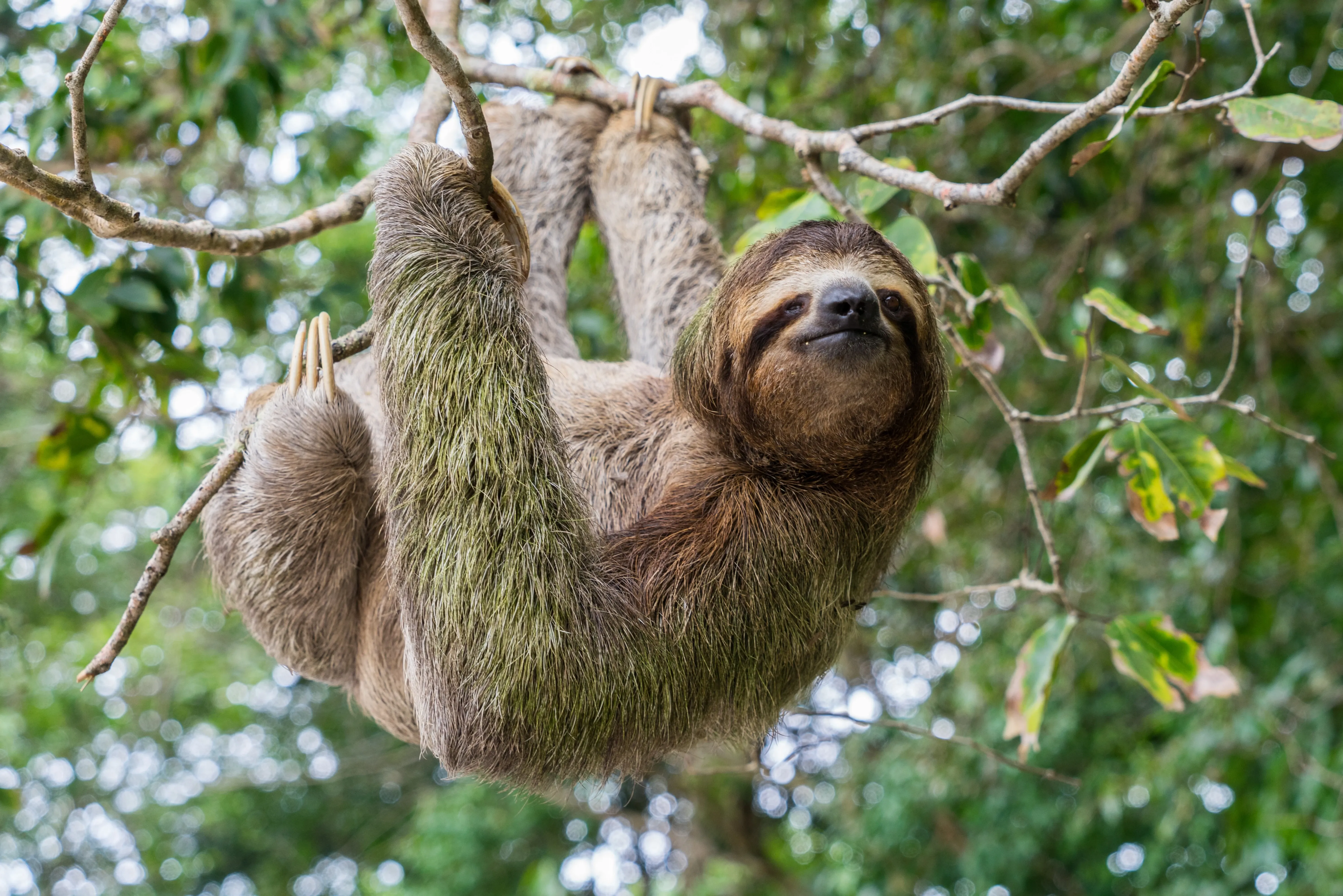 Faultier hängt im Regenwald an einem Baum