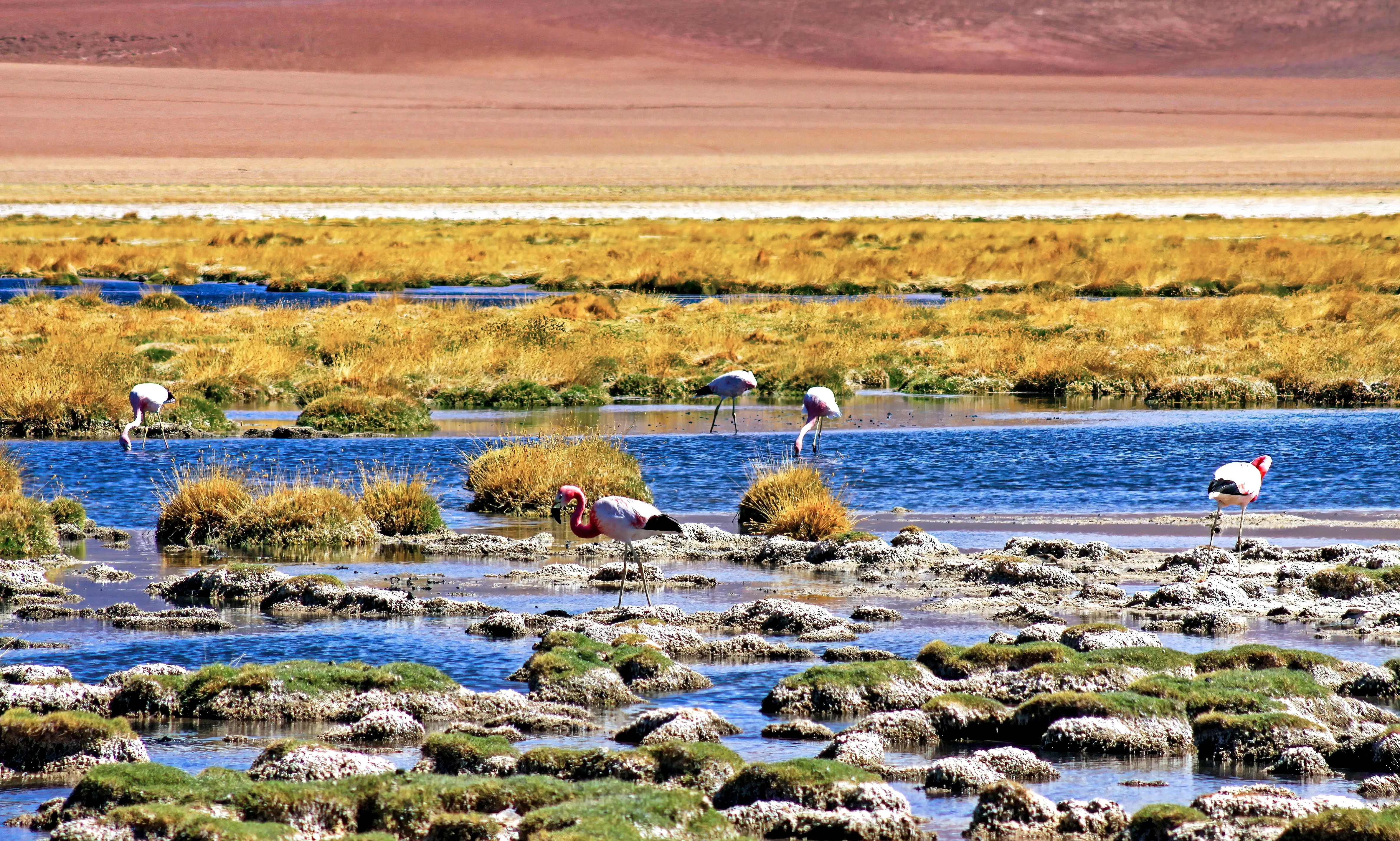 Flamingos in marsh