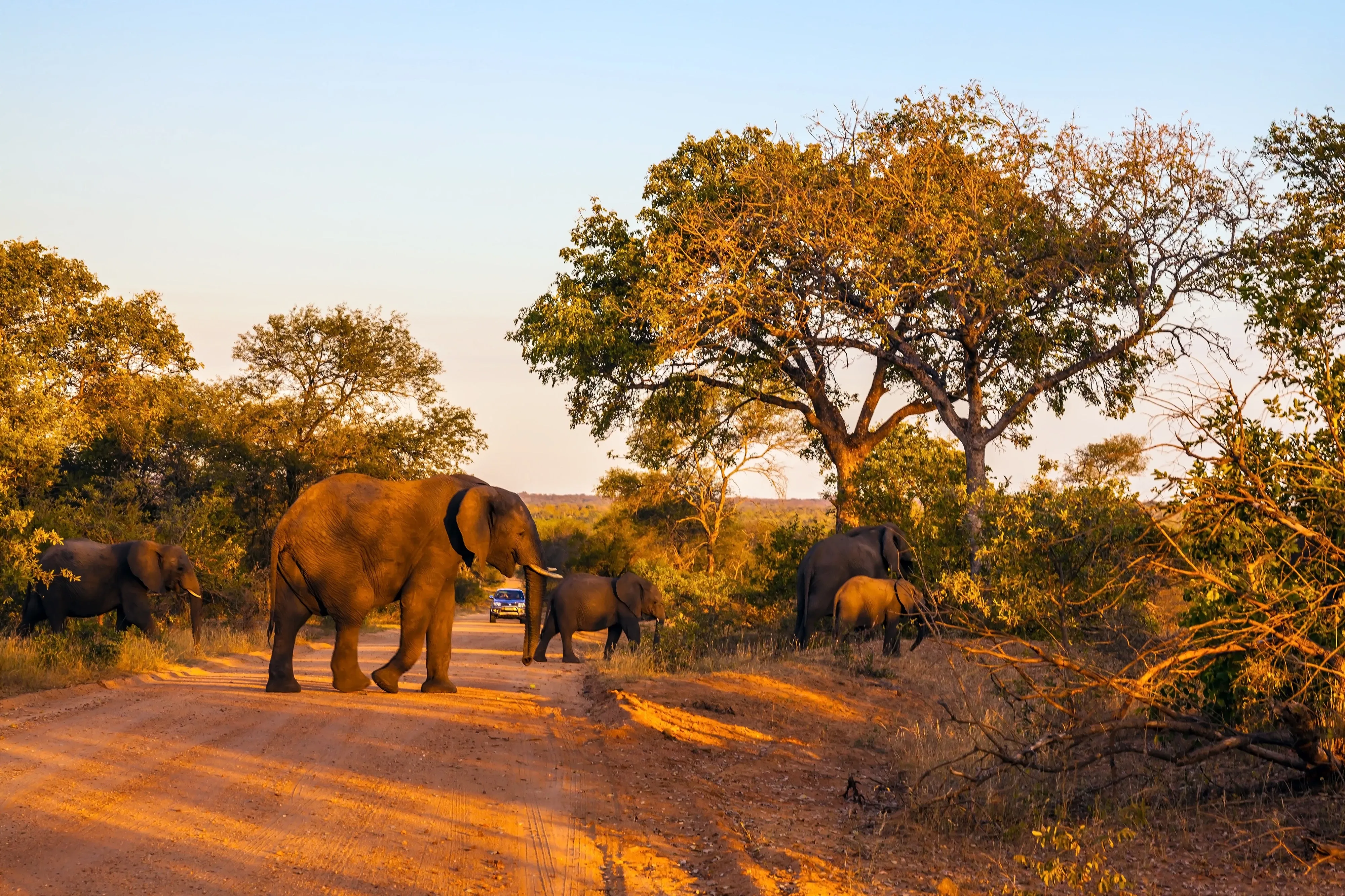 Elephant herd walking past road