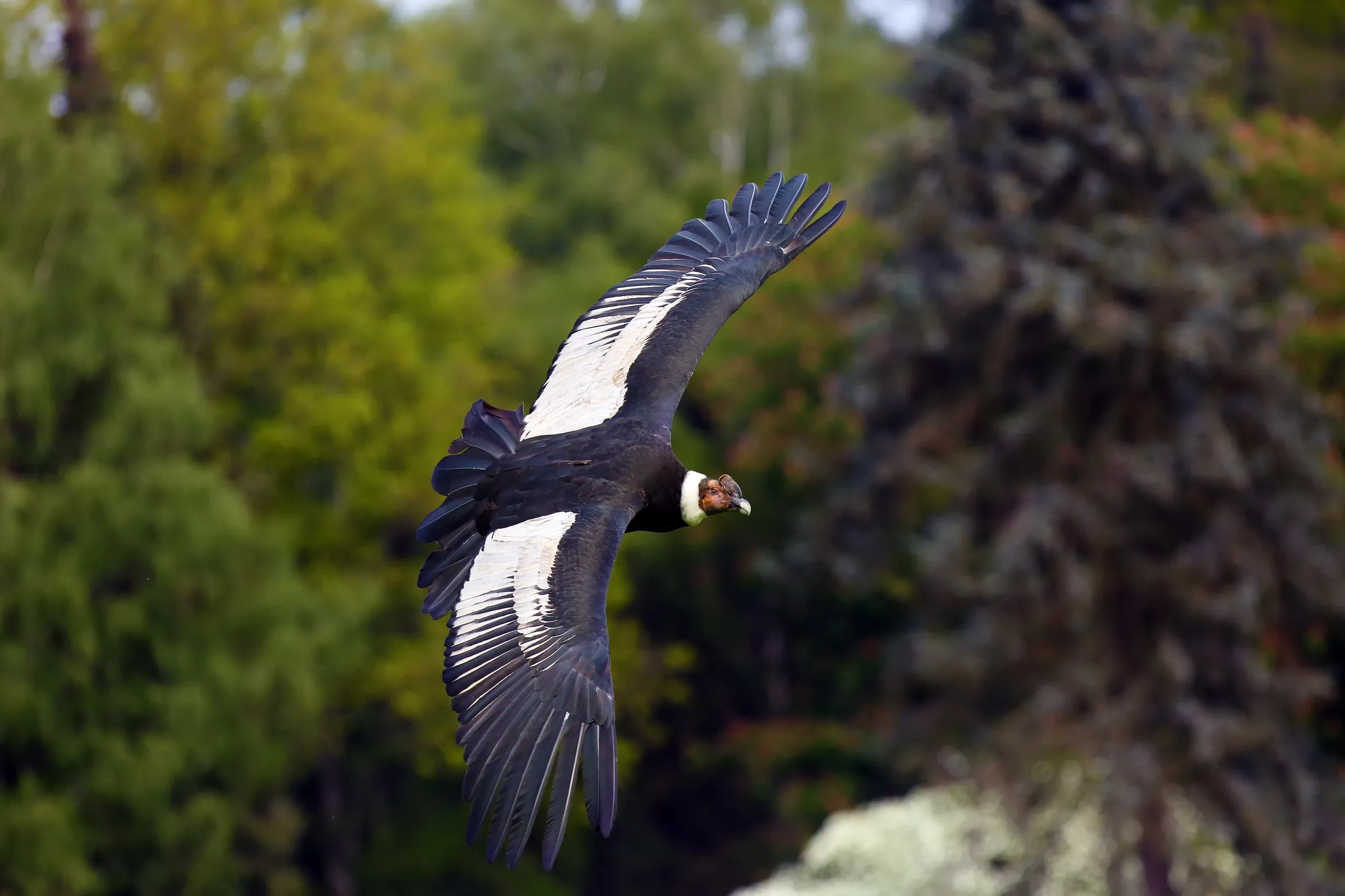Anden condor flying