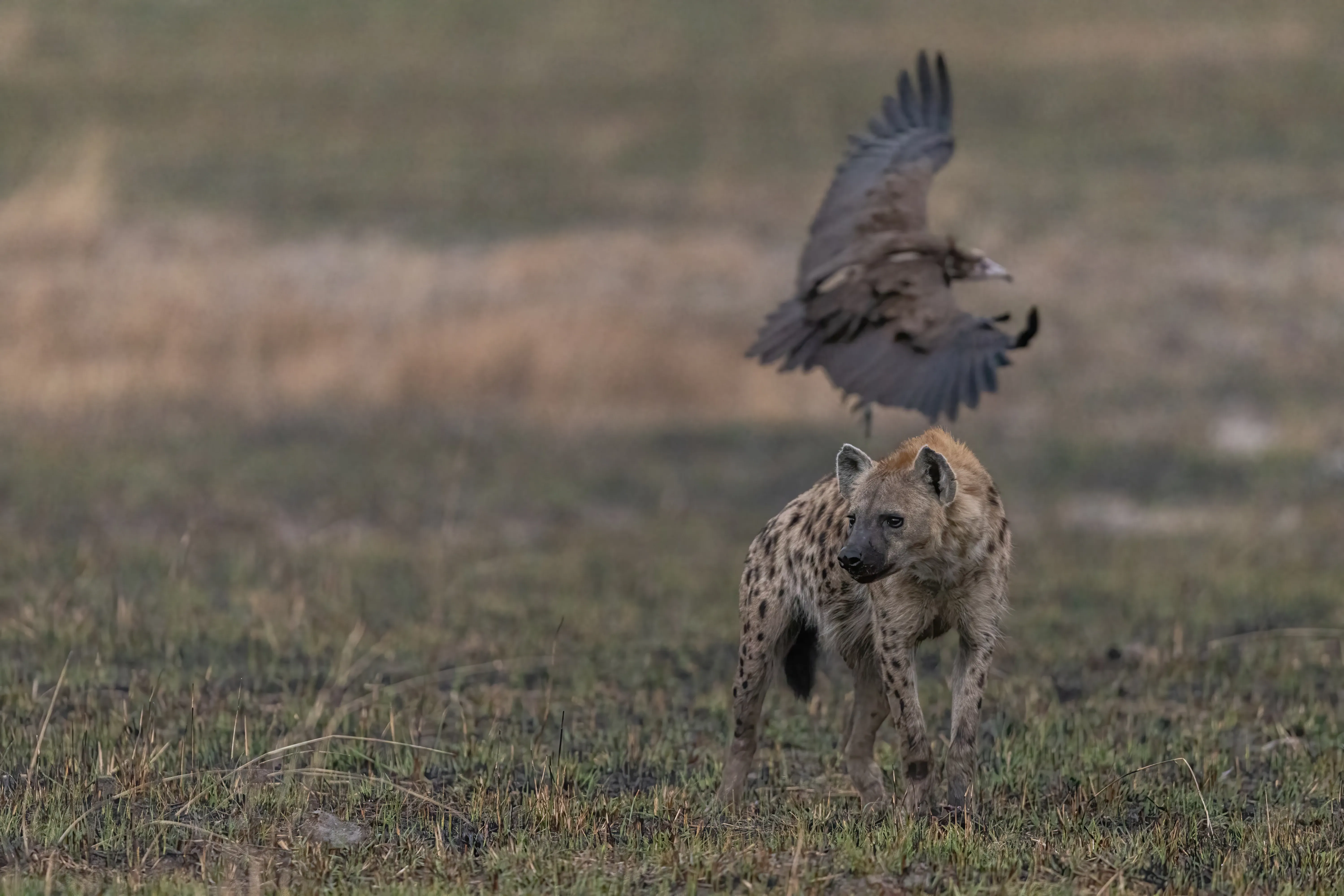 Professional Field Guide, Southern Africa