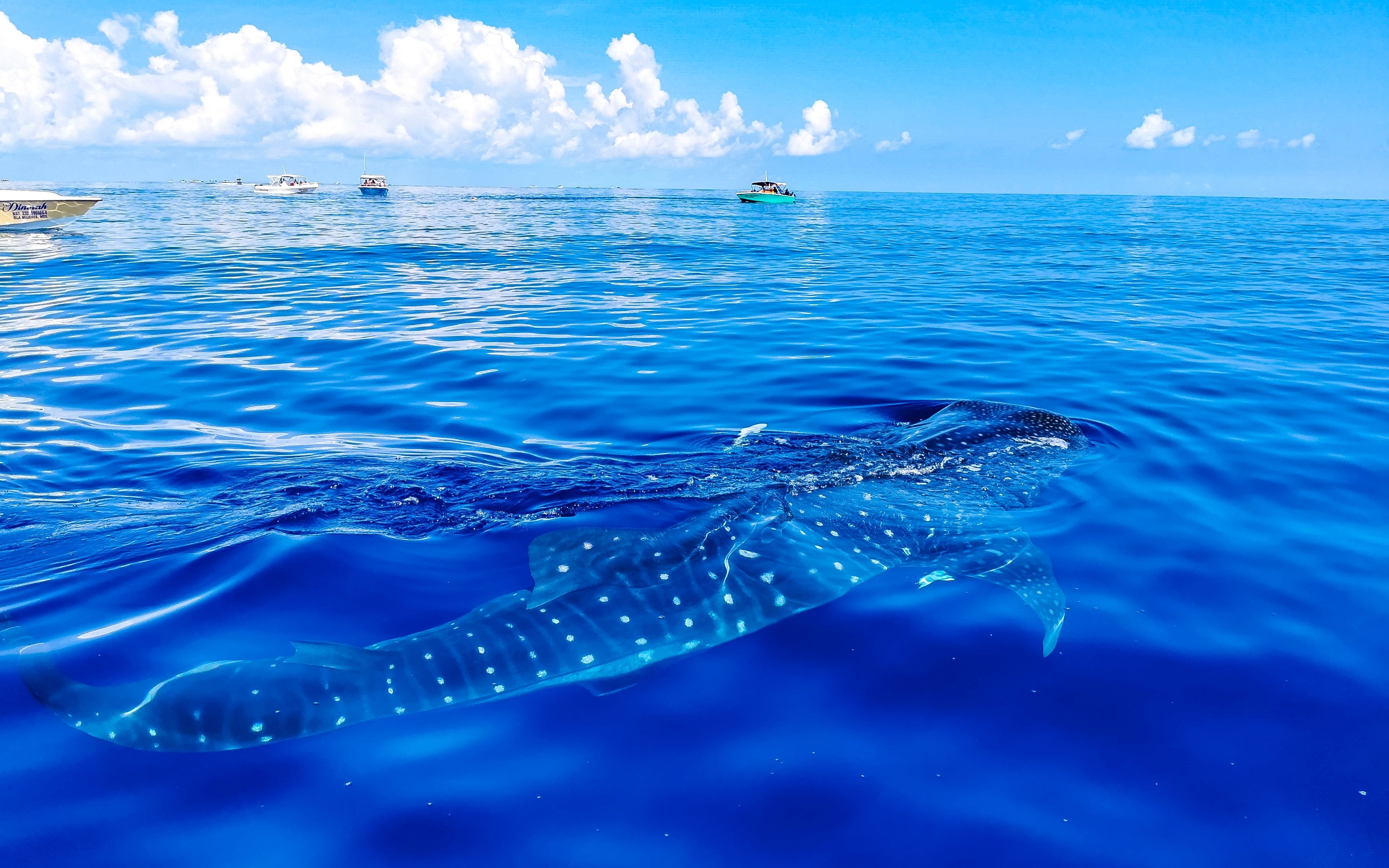 Whale shark surfacing