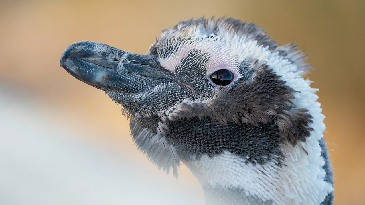magellanic penguin