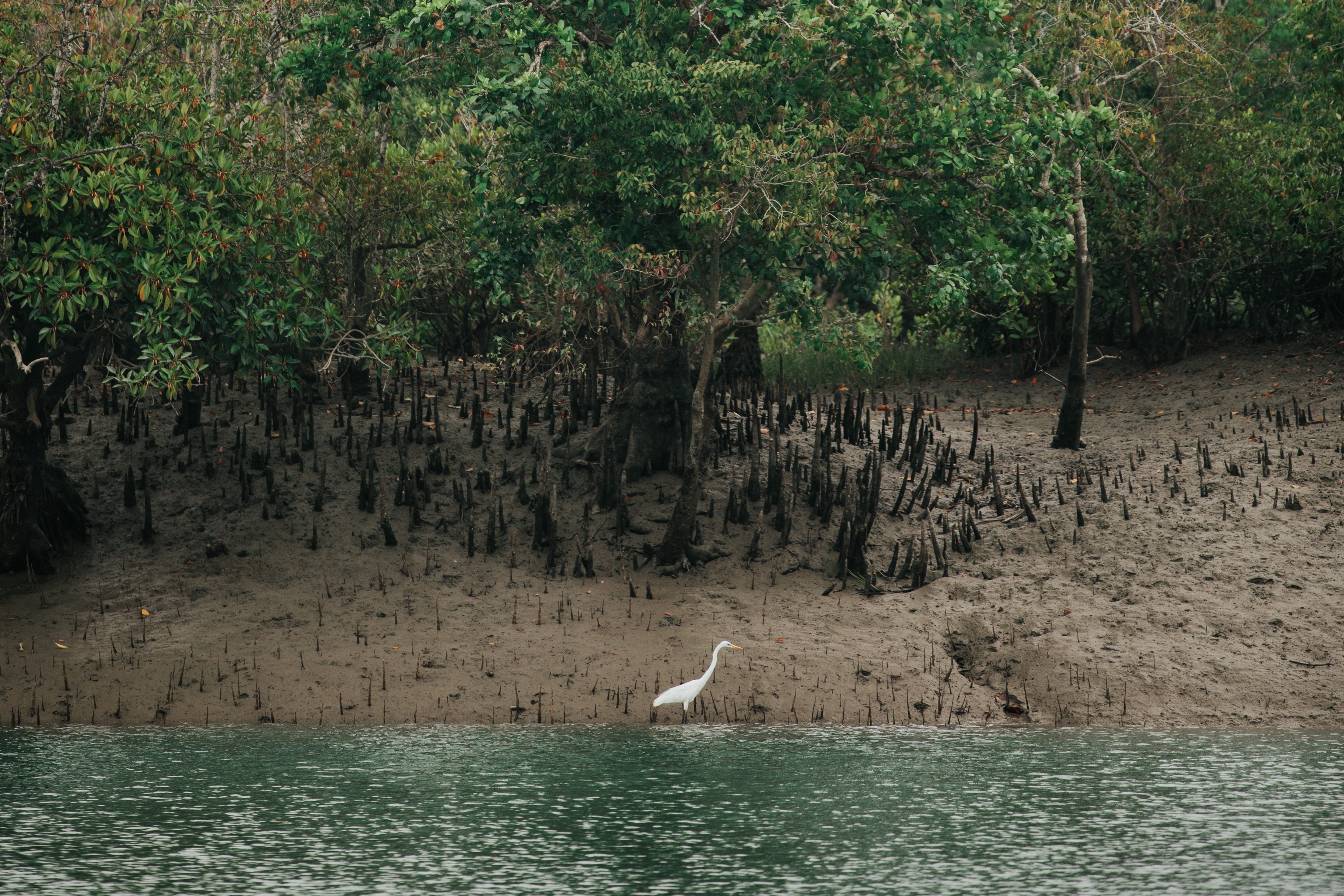 Bird hunting along water