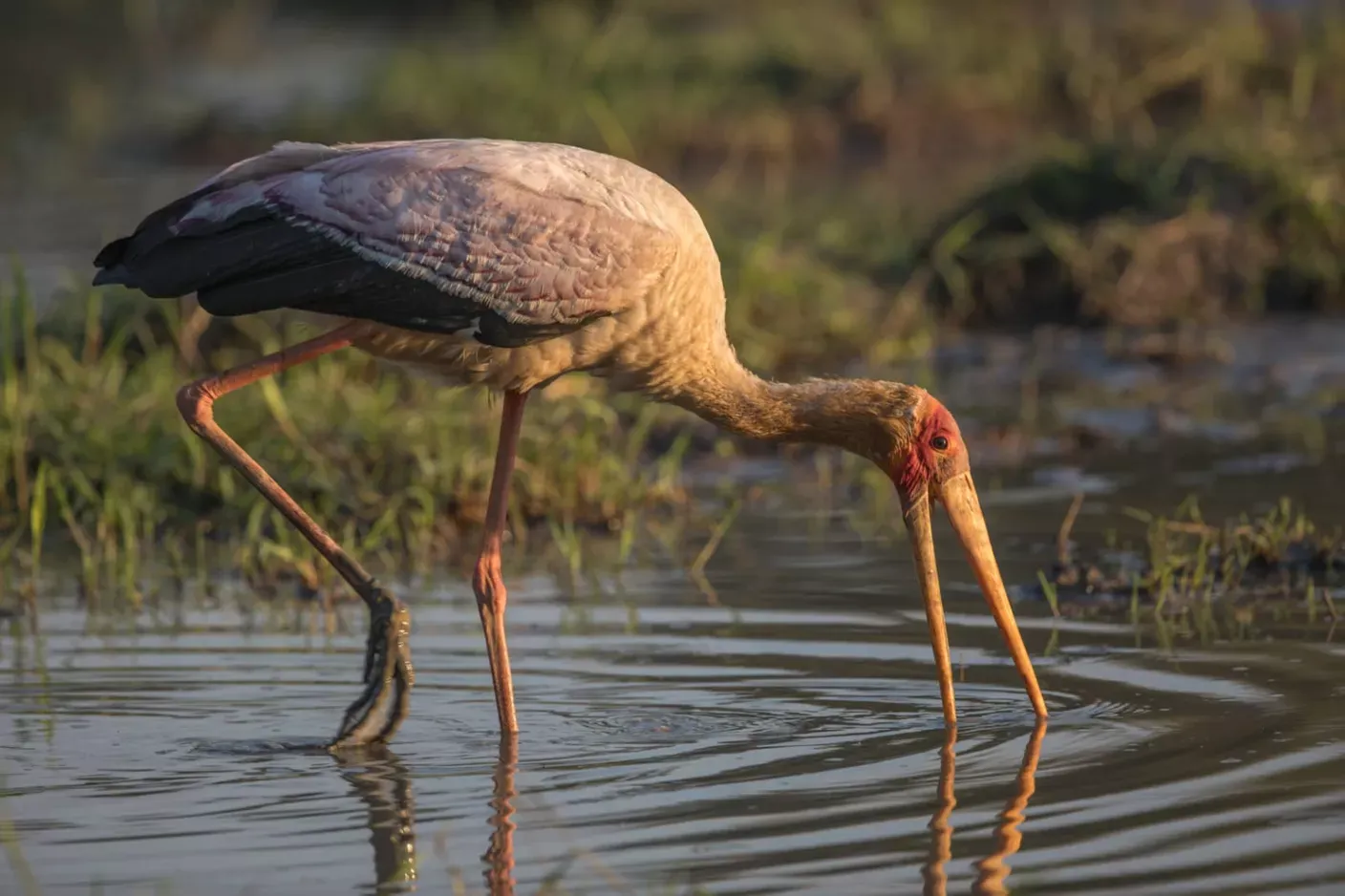 Guide Courses in Africa