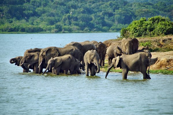 Elephant sighting in Queen Elizabeth national park