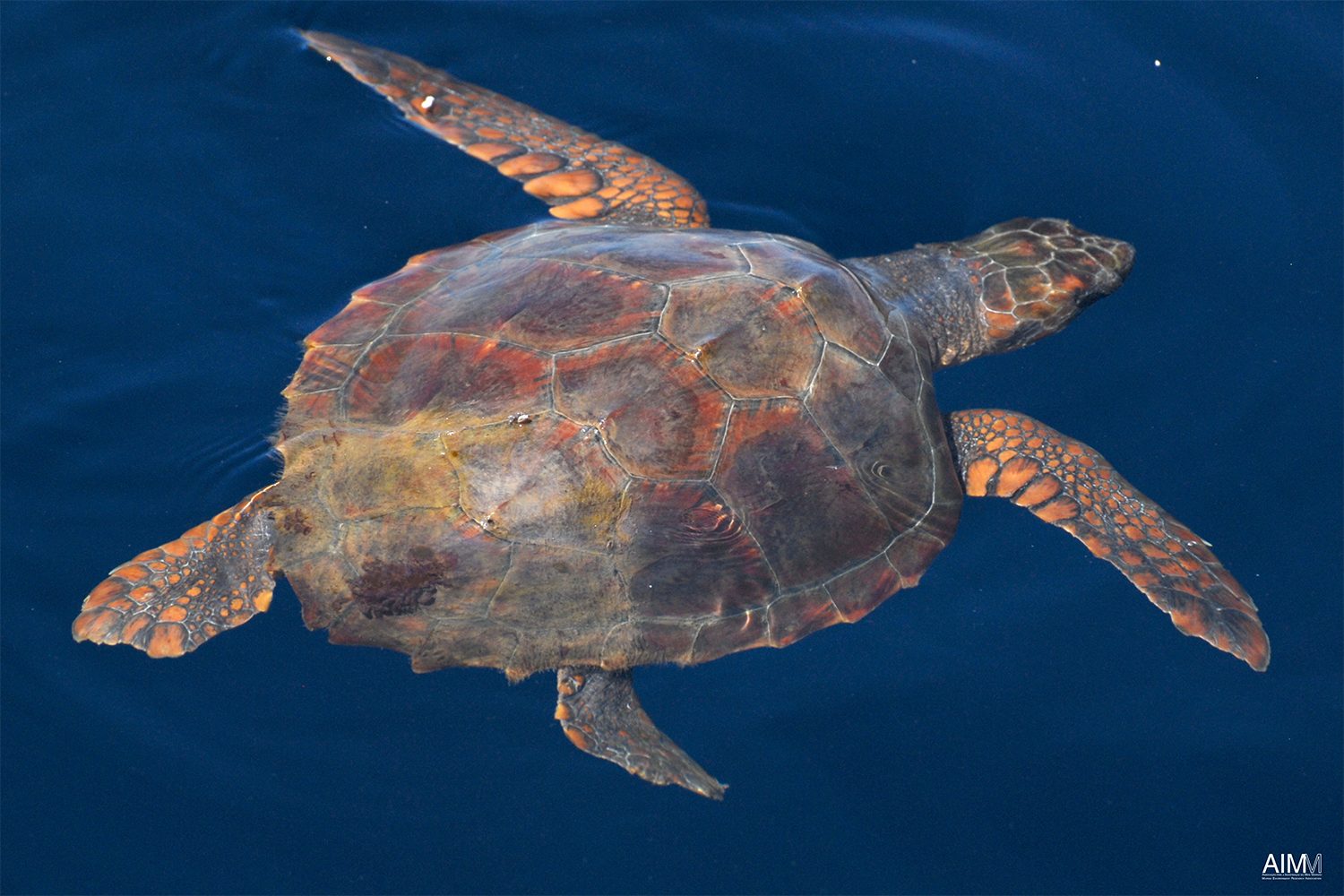 Unechte Karettschildkröte