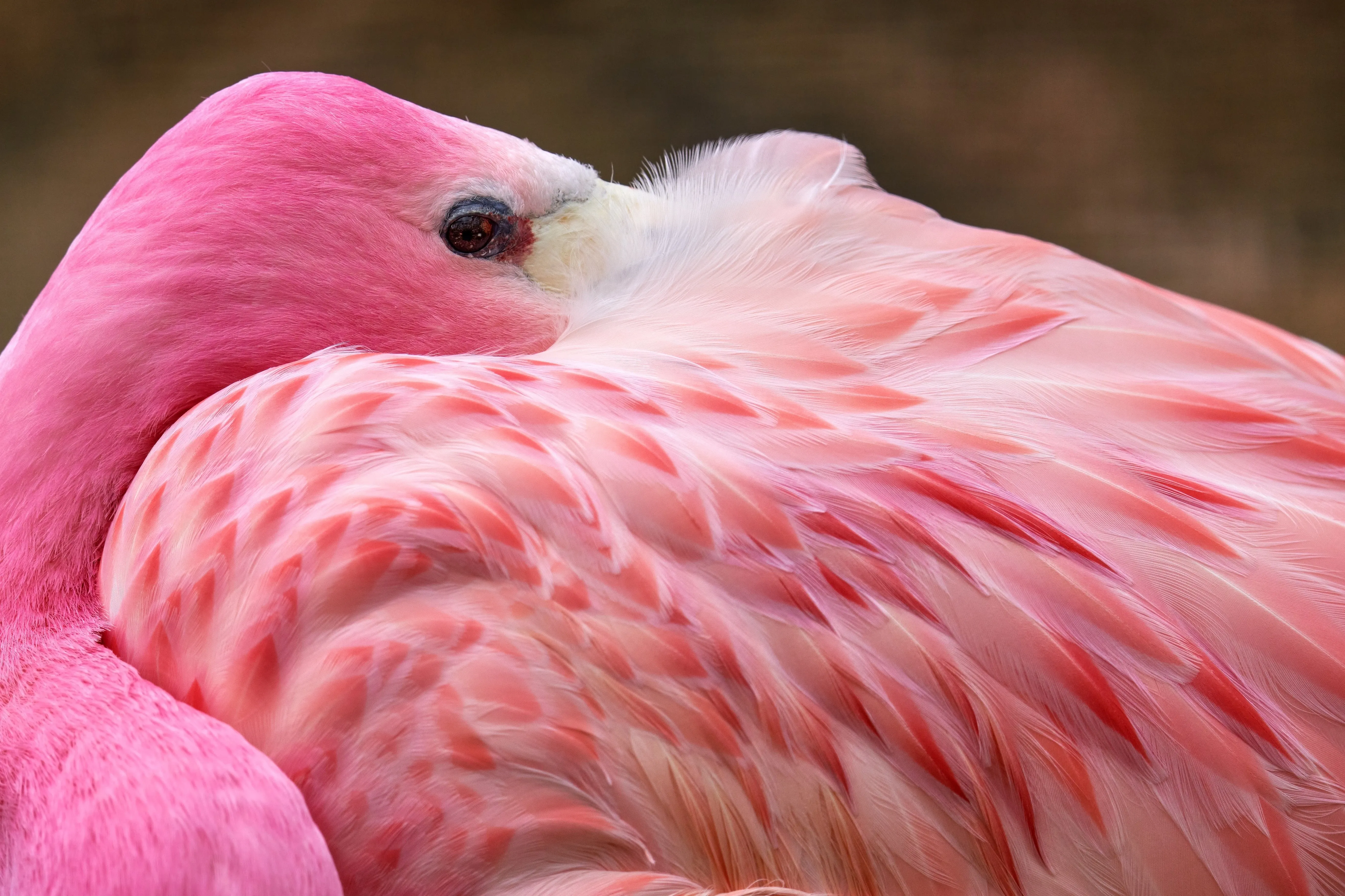 Andean flamingo close up