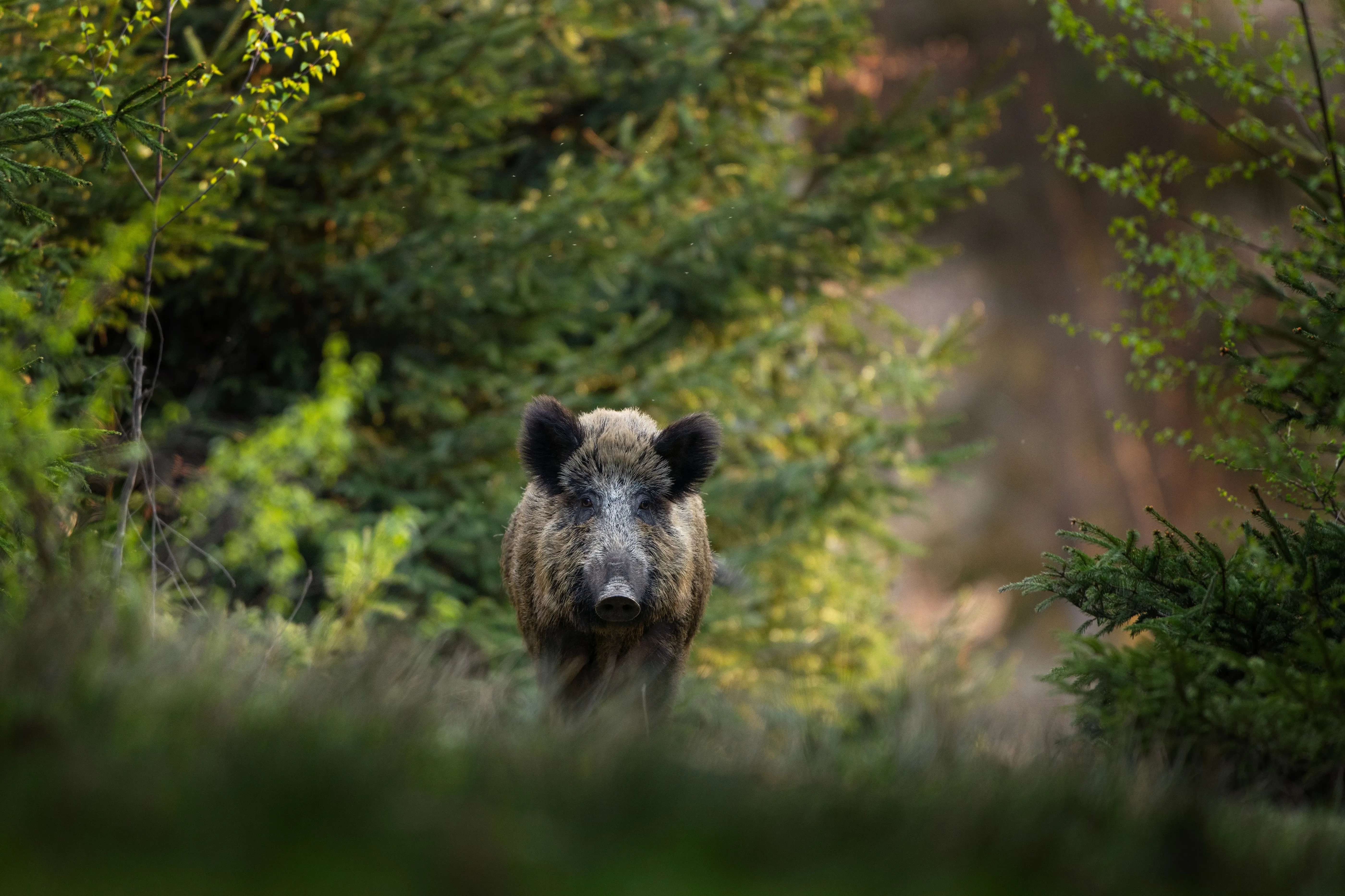 Romanian boar facing camera