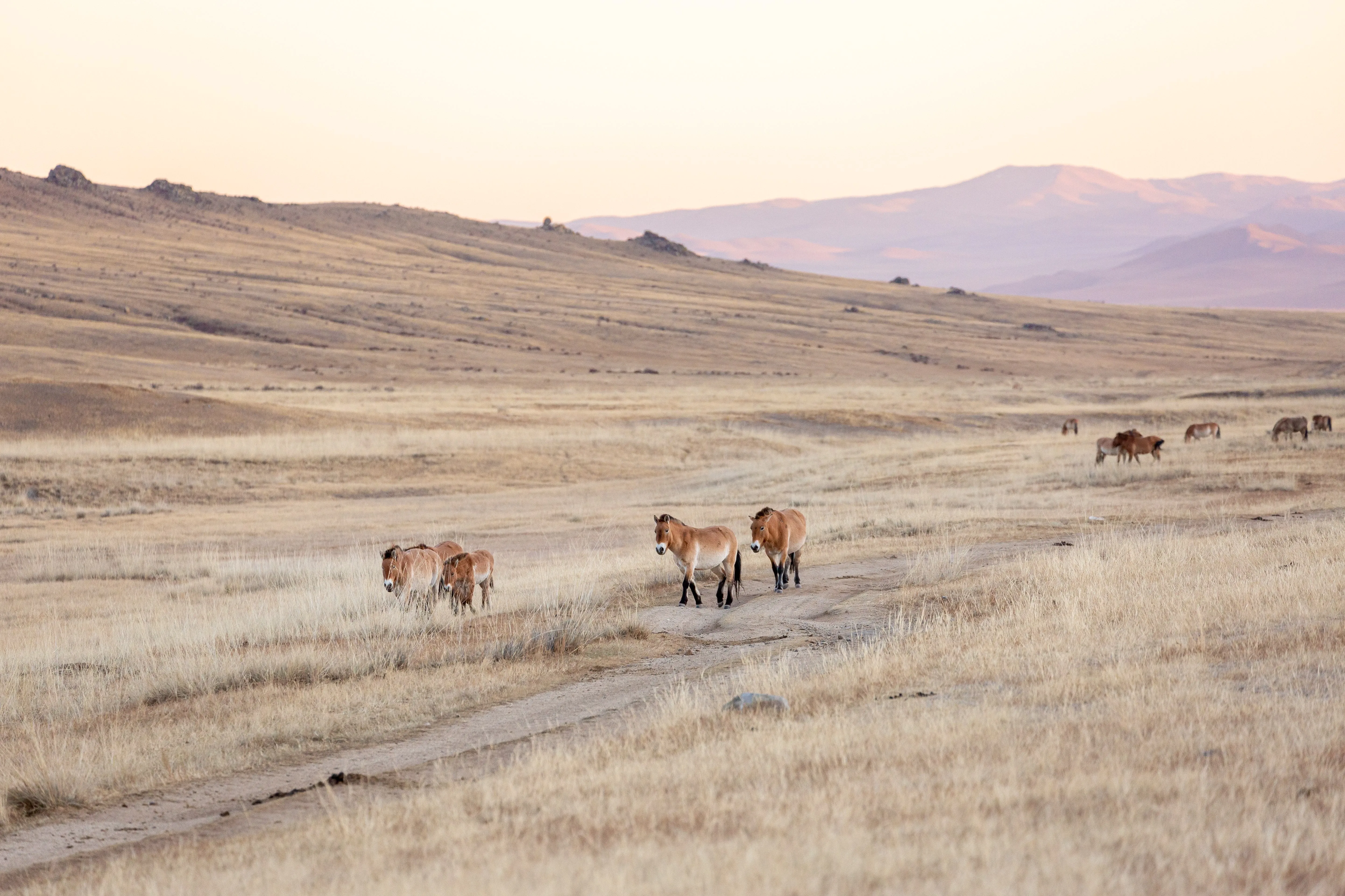 Mehrere Wildpferde laufen durch die beige Lanfschaft in der Mongolei
