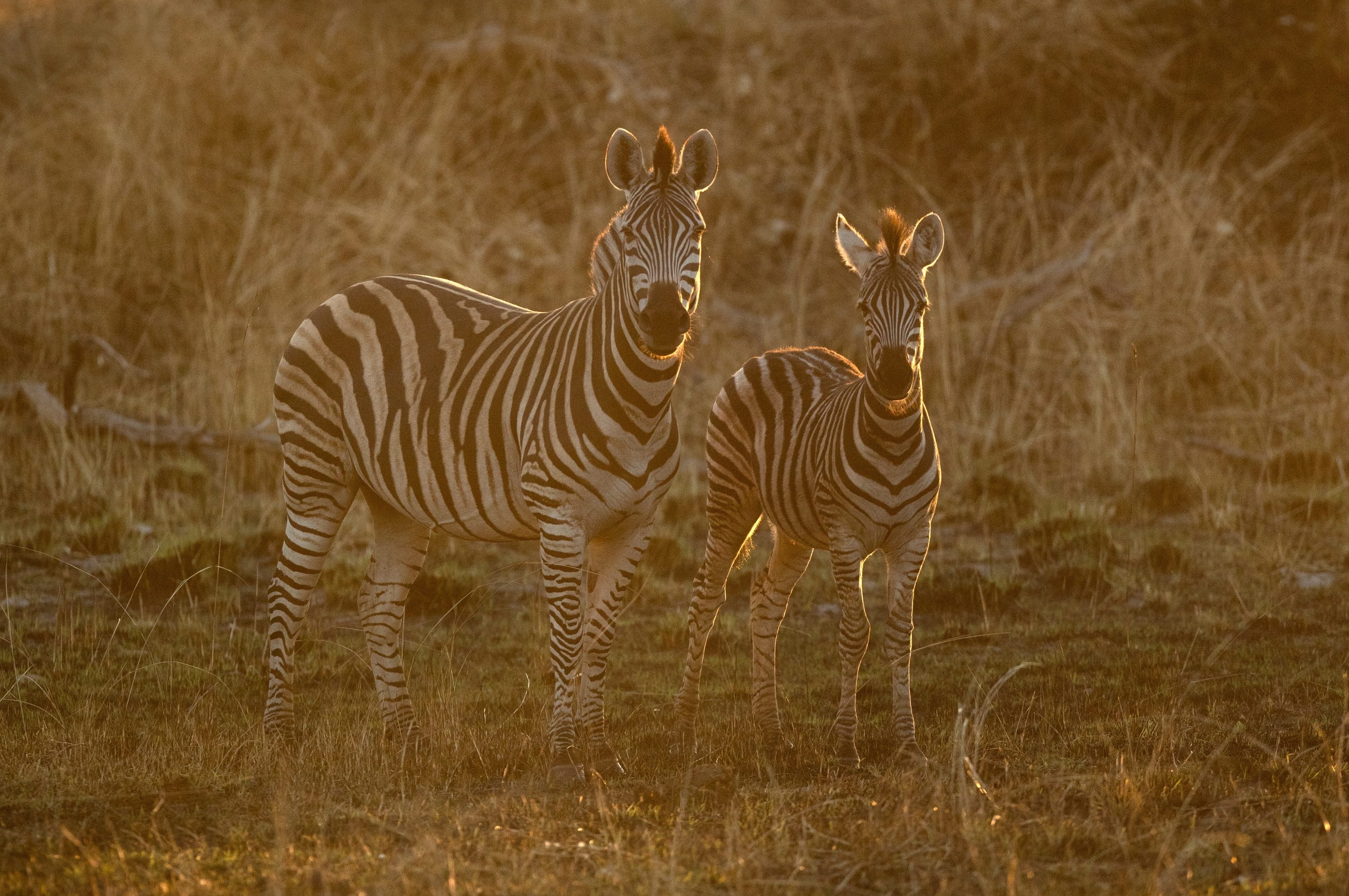 Two zebras