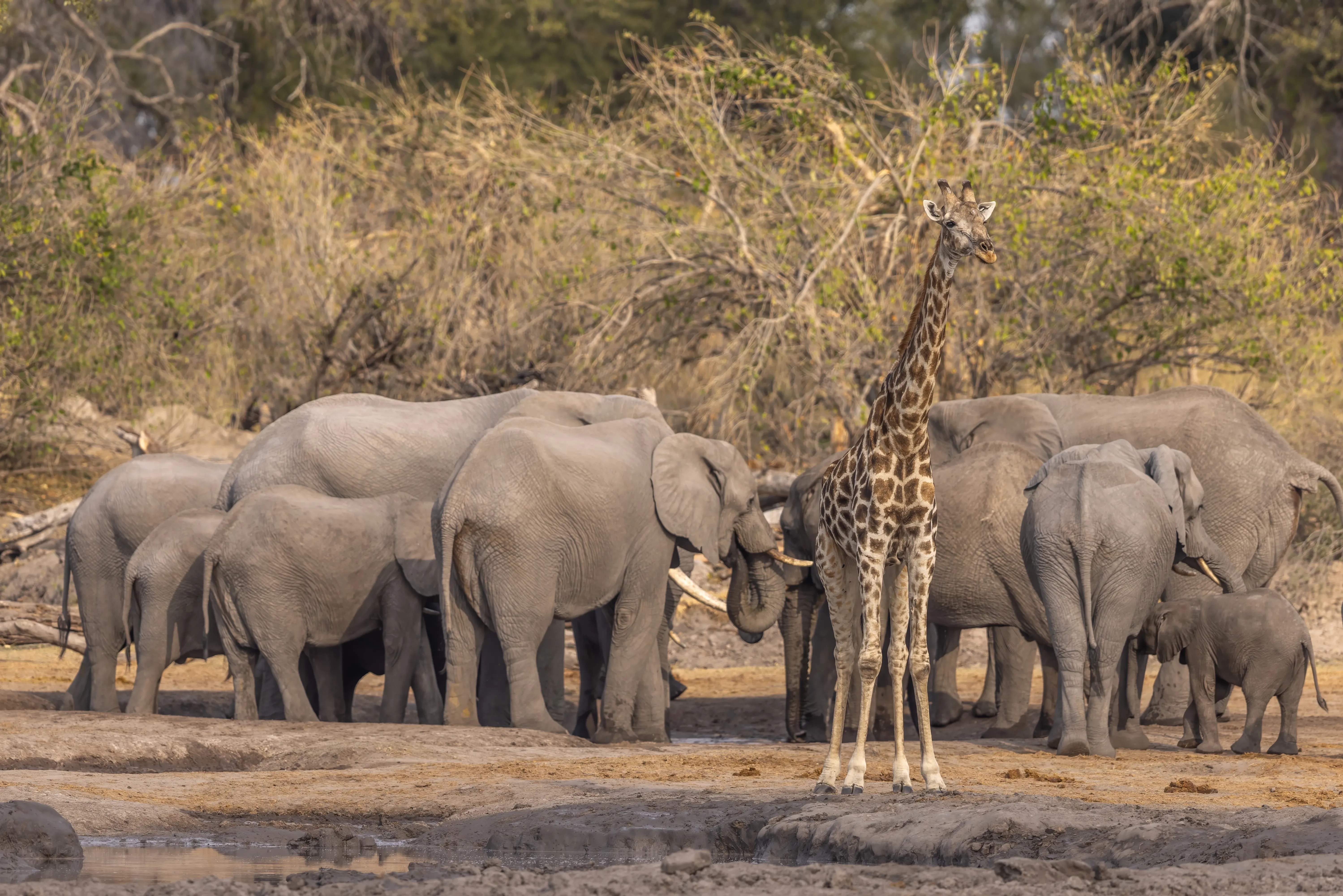 Private Wilderness Experience, Botswana
