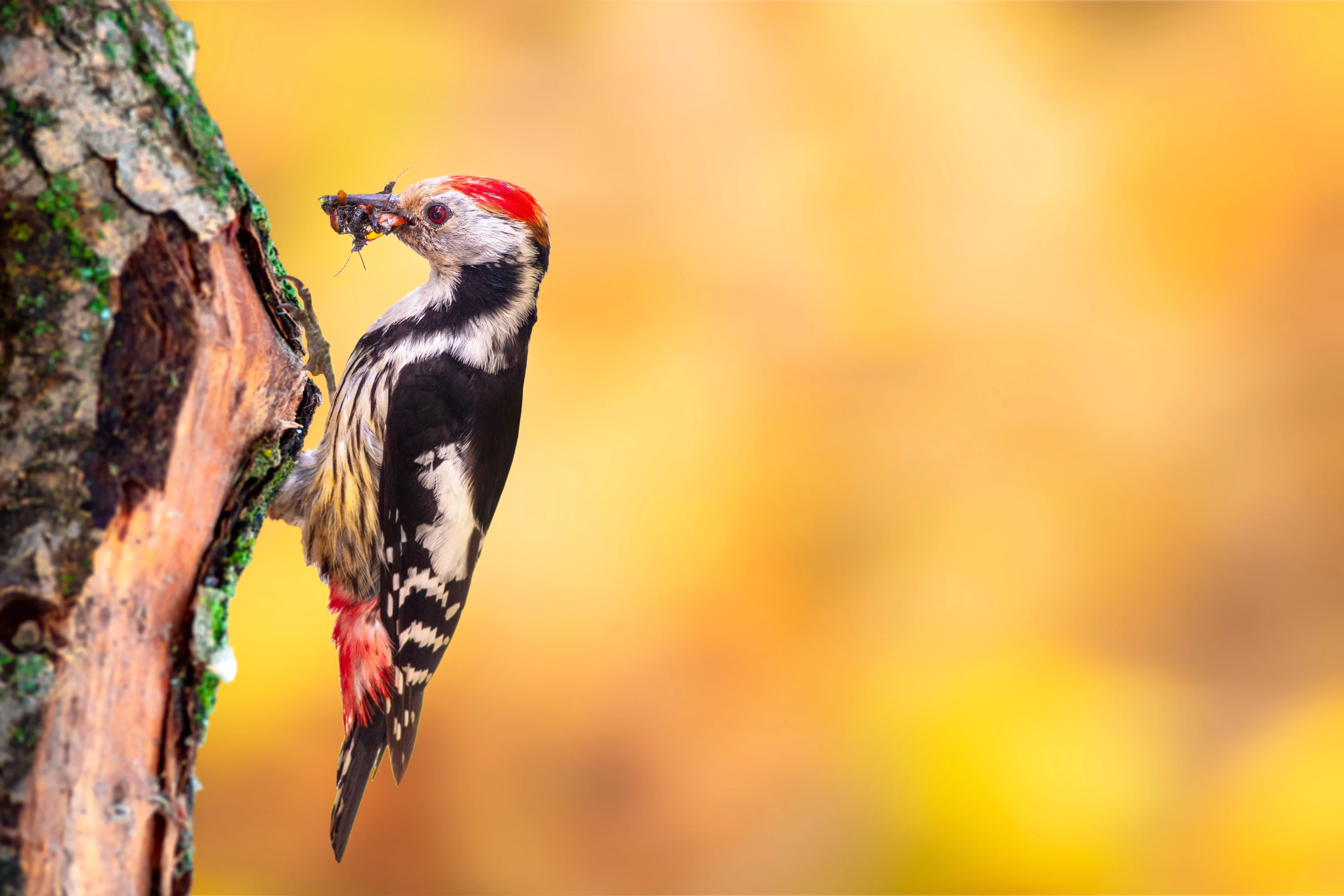 Woodpecker