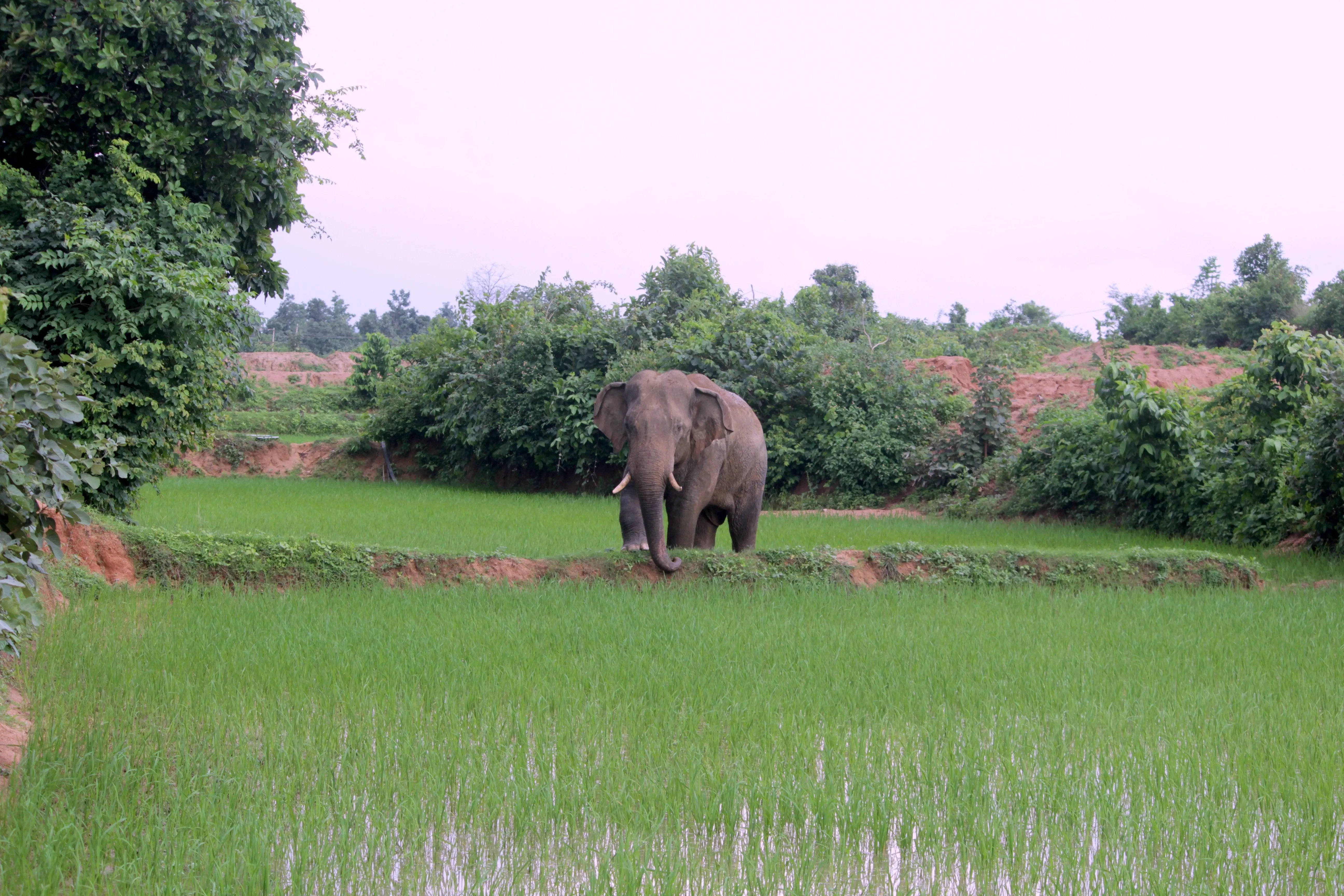 elephant in crops