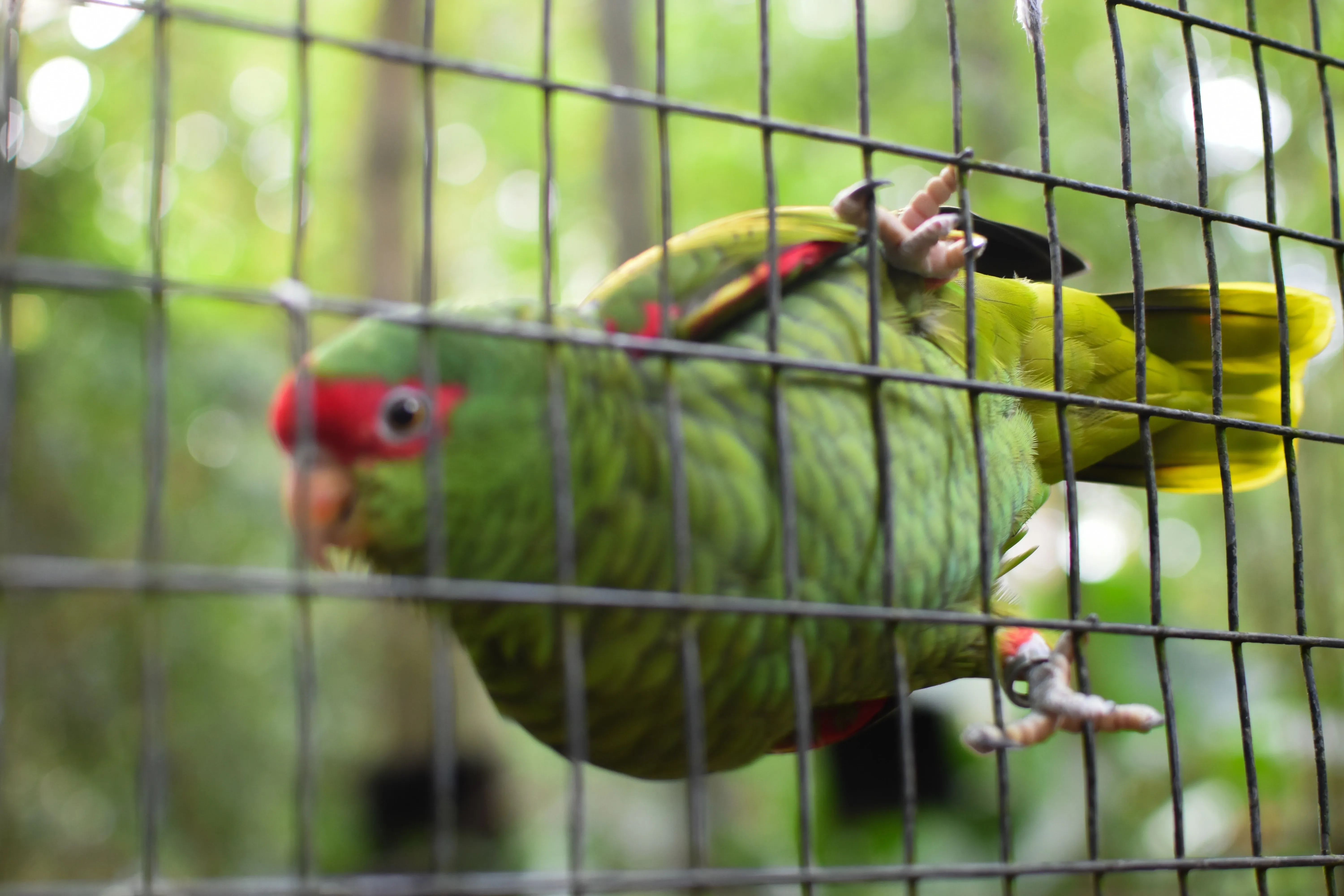 parrot sanctuary