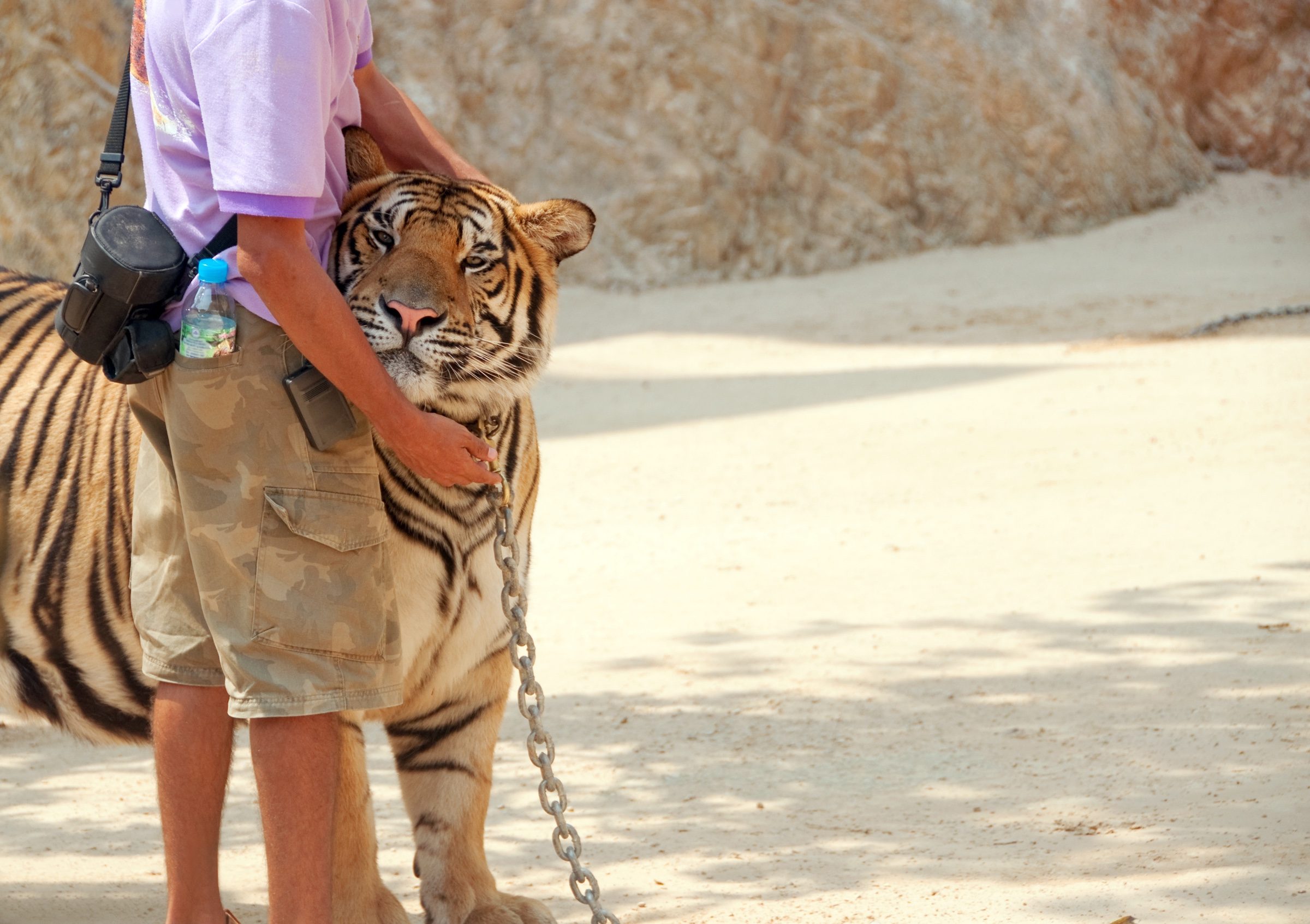 Chained tiger being stroked