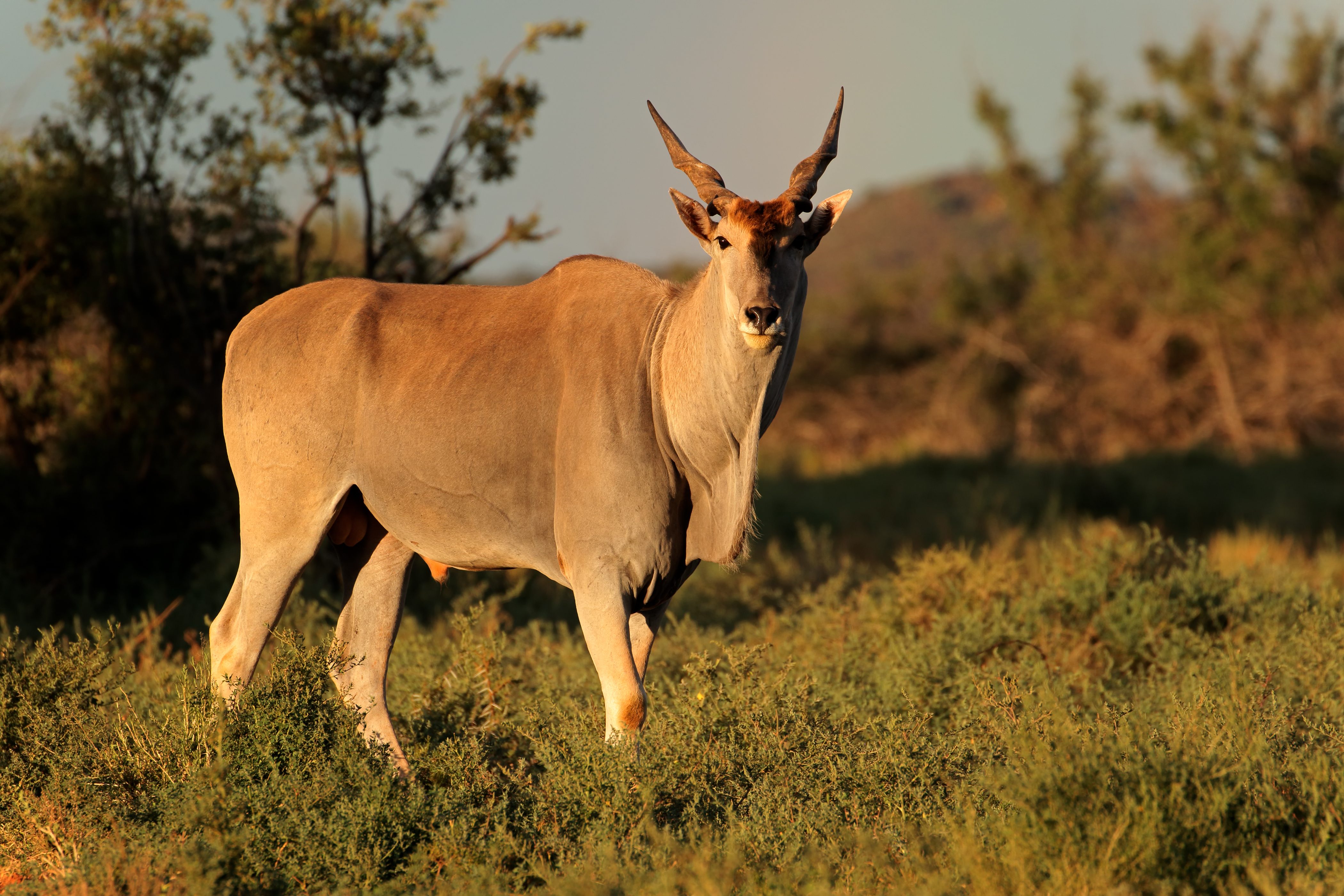 Eland