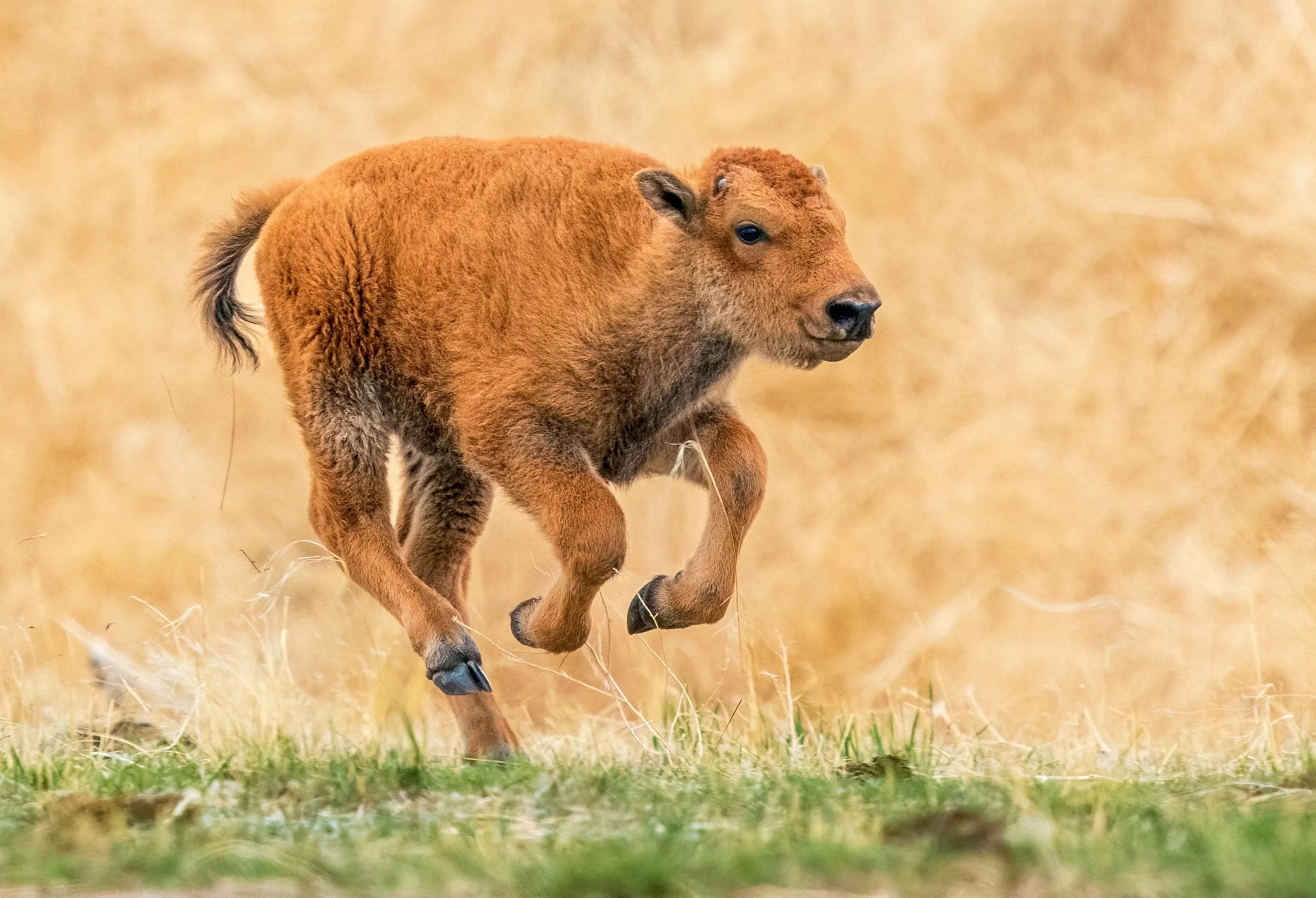 Baby bison hops across meadow