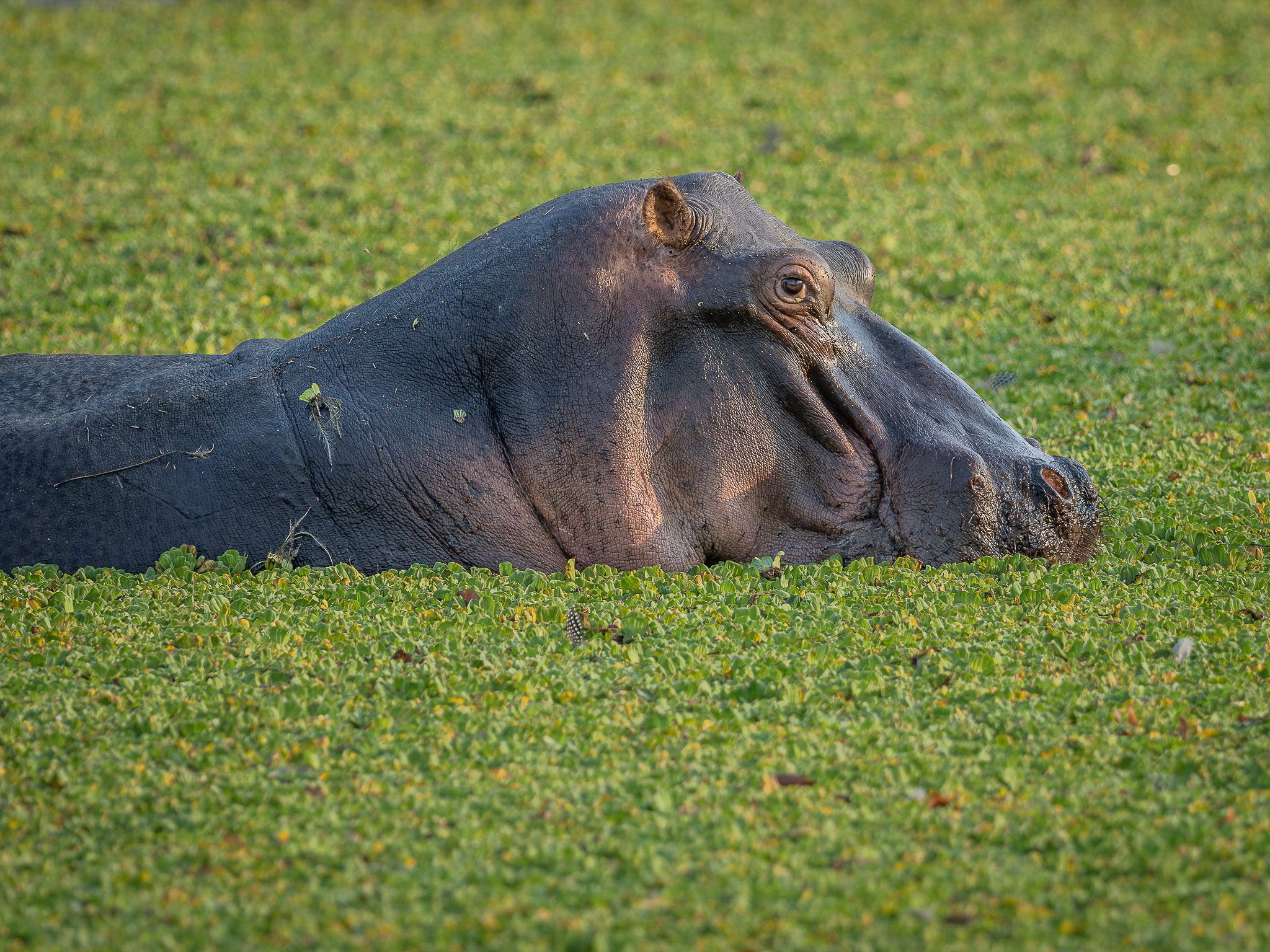 Hippo