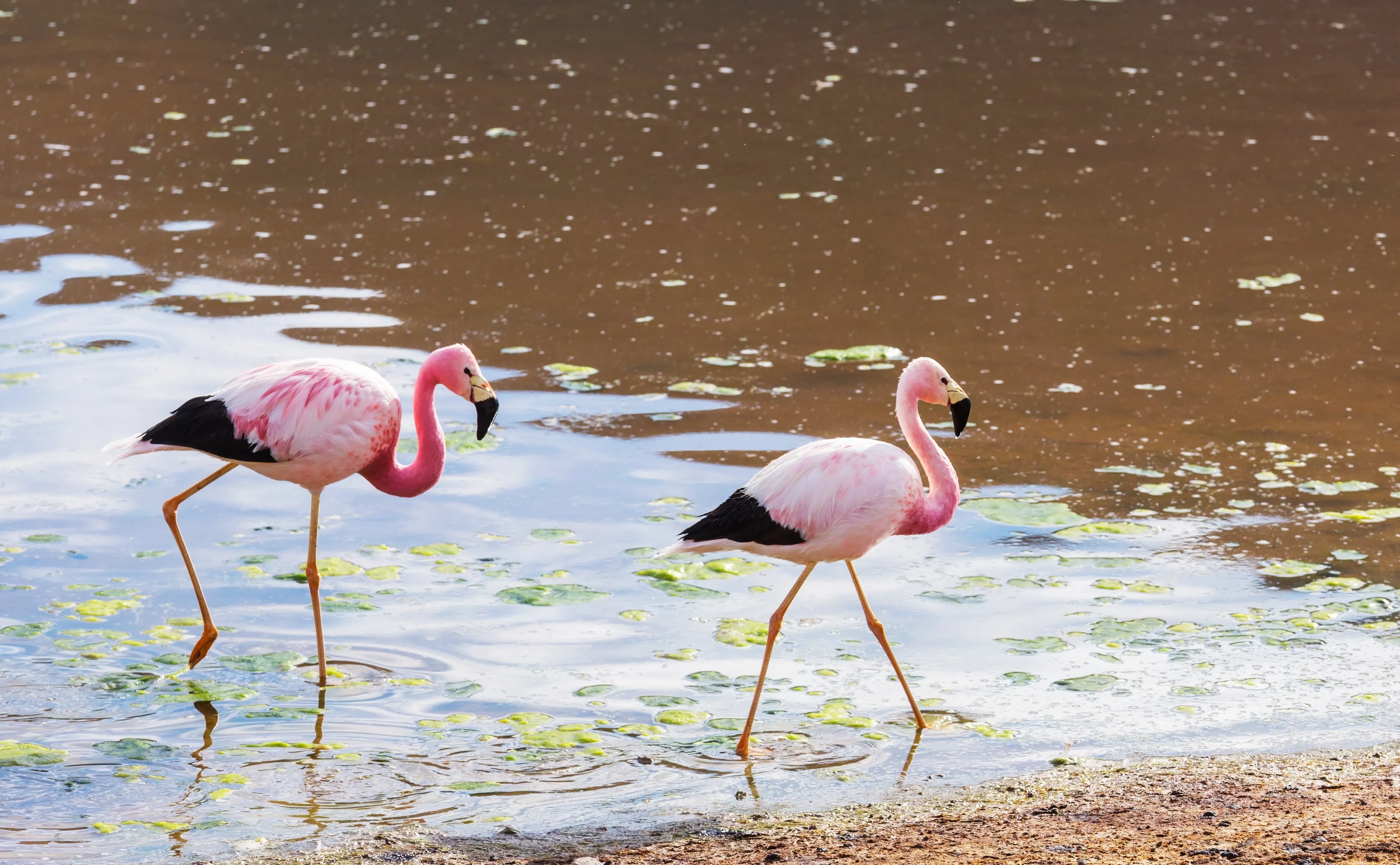 Andean flamingos wading through water