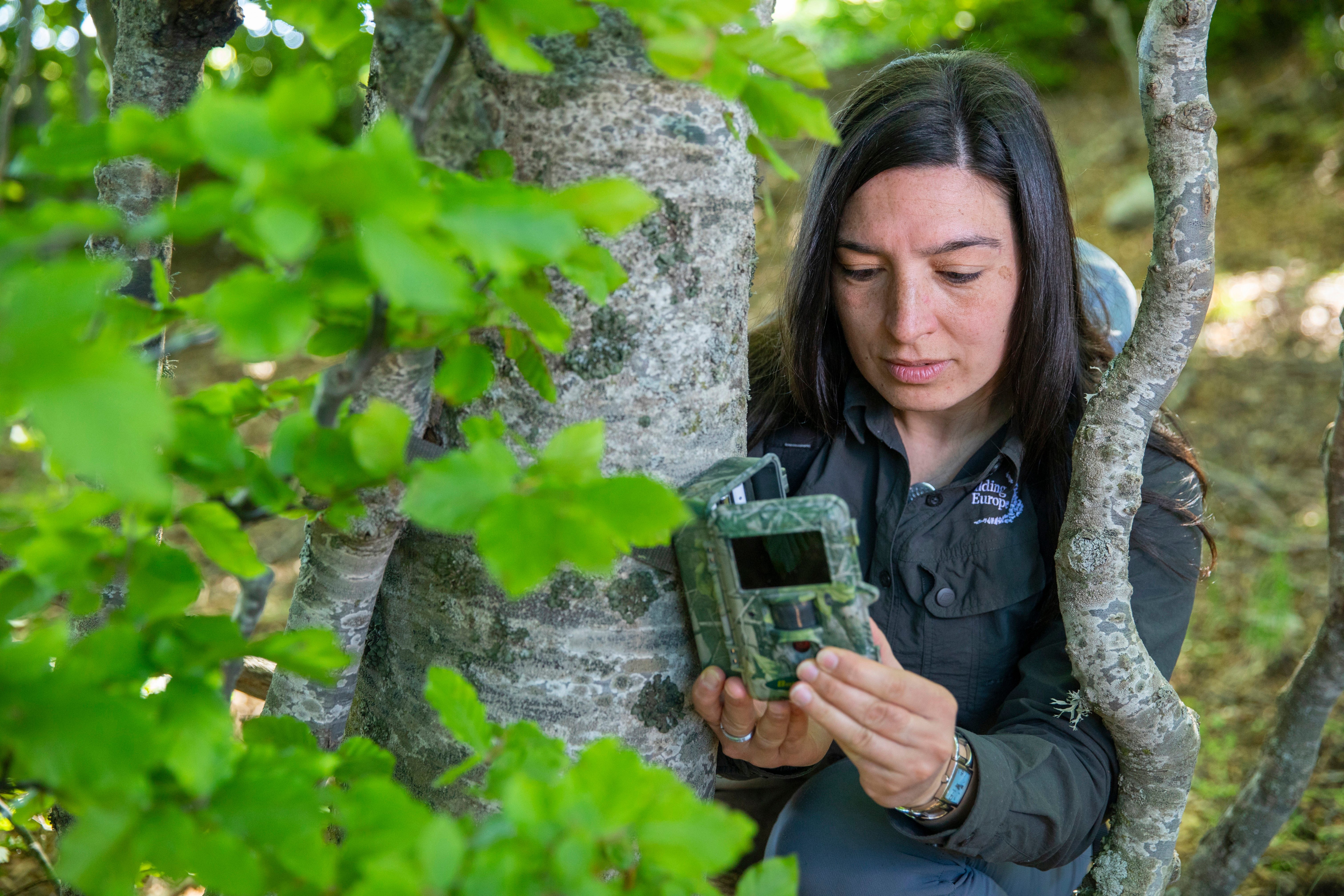 Rewilding member setting up camera traps