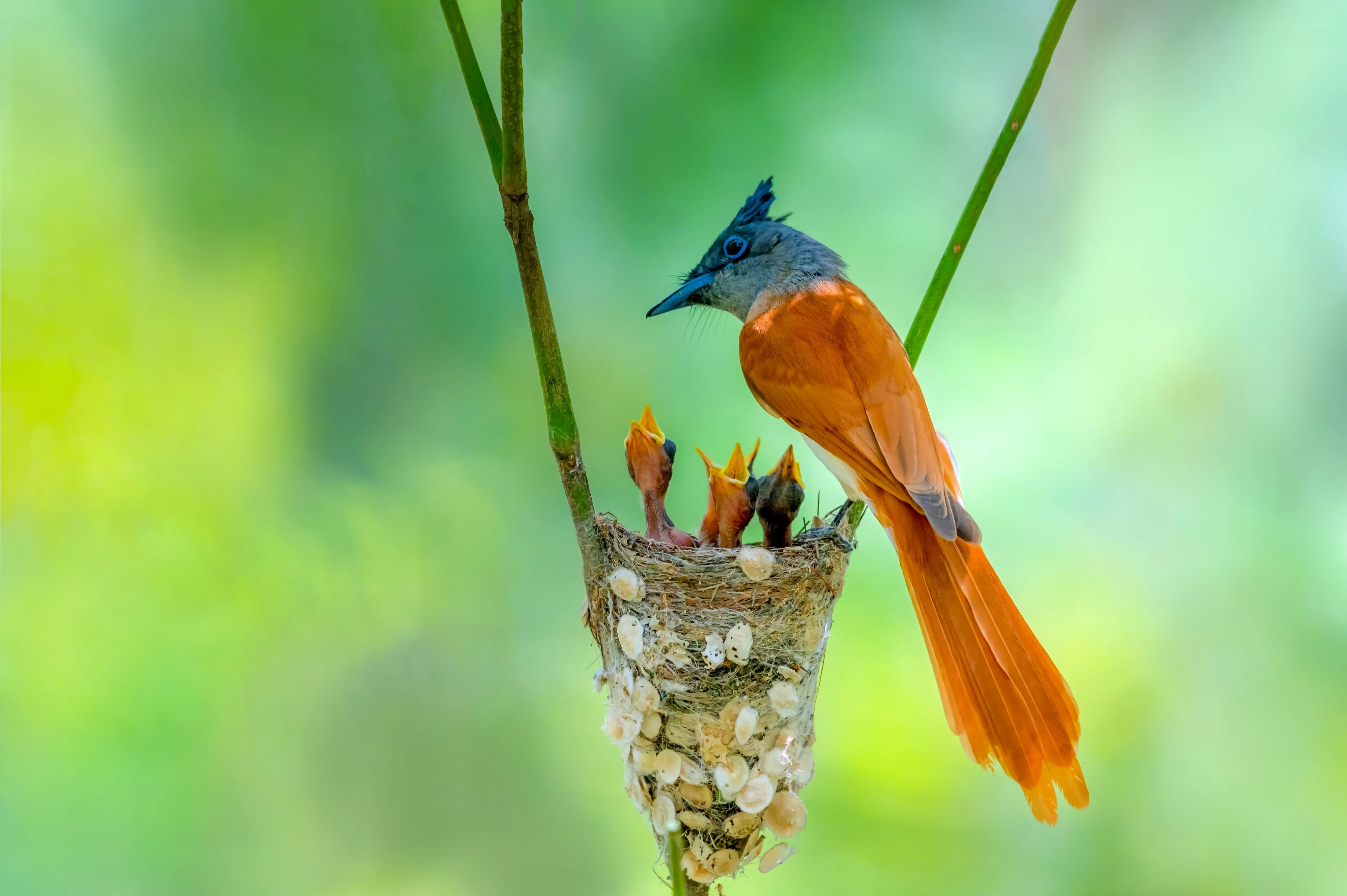 bird feeding young