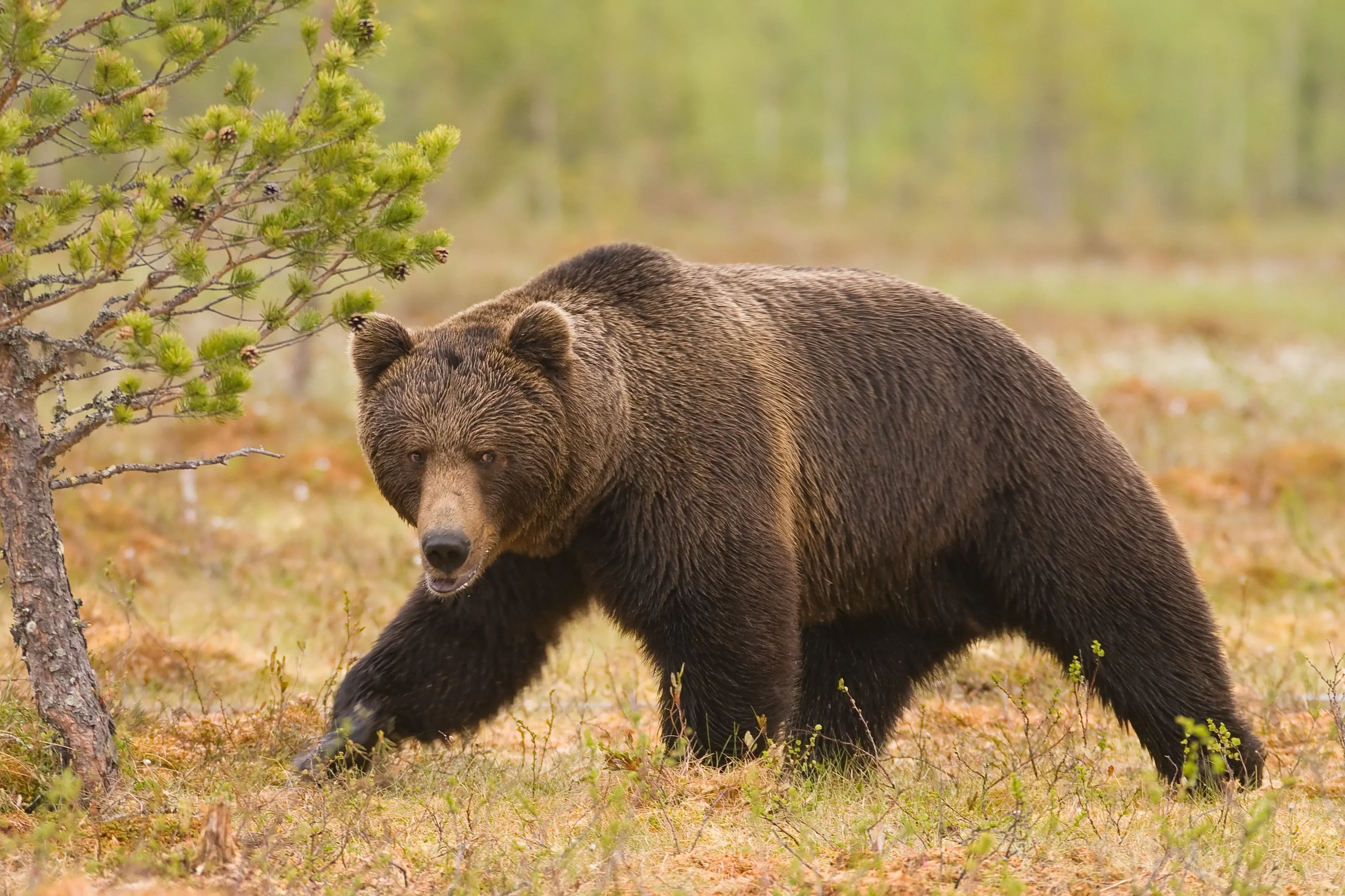 Braunbär der durch die Steppe läuft
