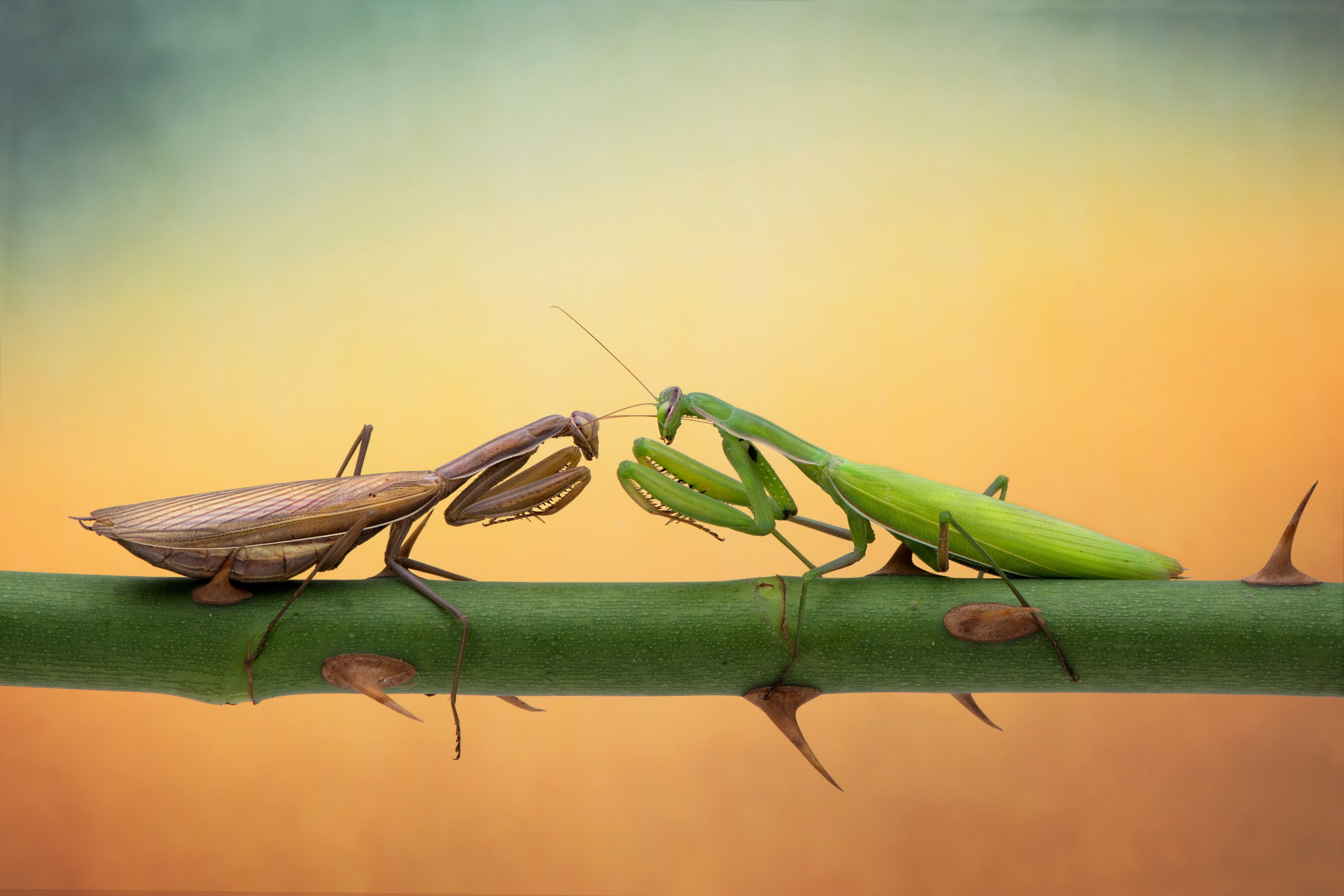 praying mantis fighting with eachother