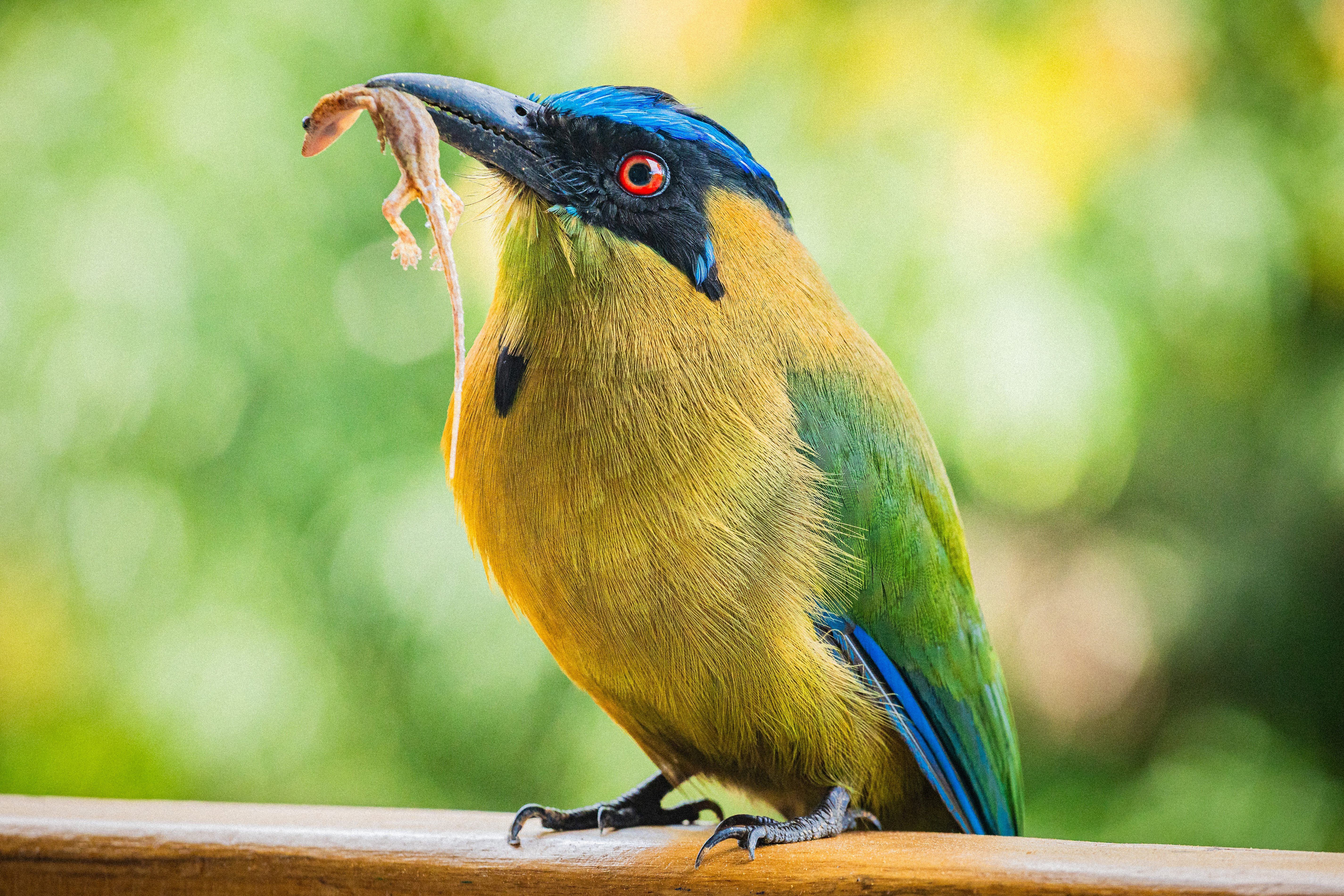 Motmot with lizard in mouth