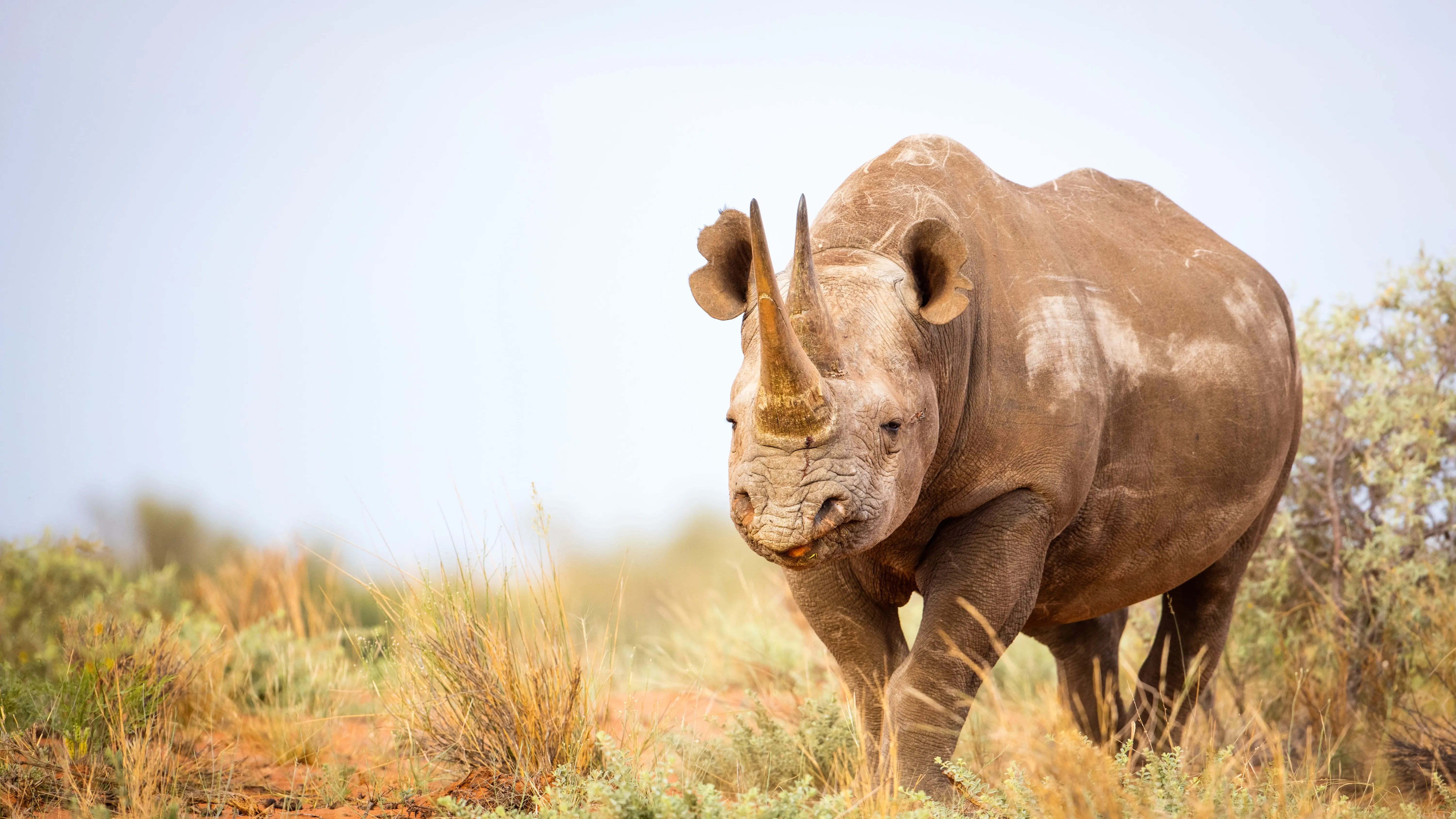 Black Rhino in African bush