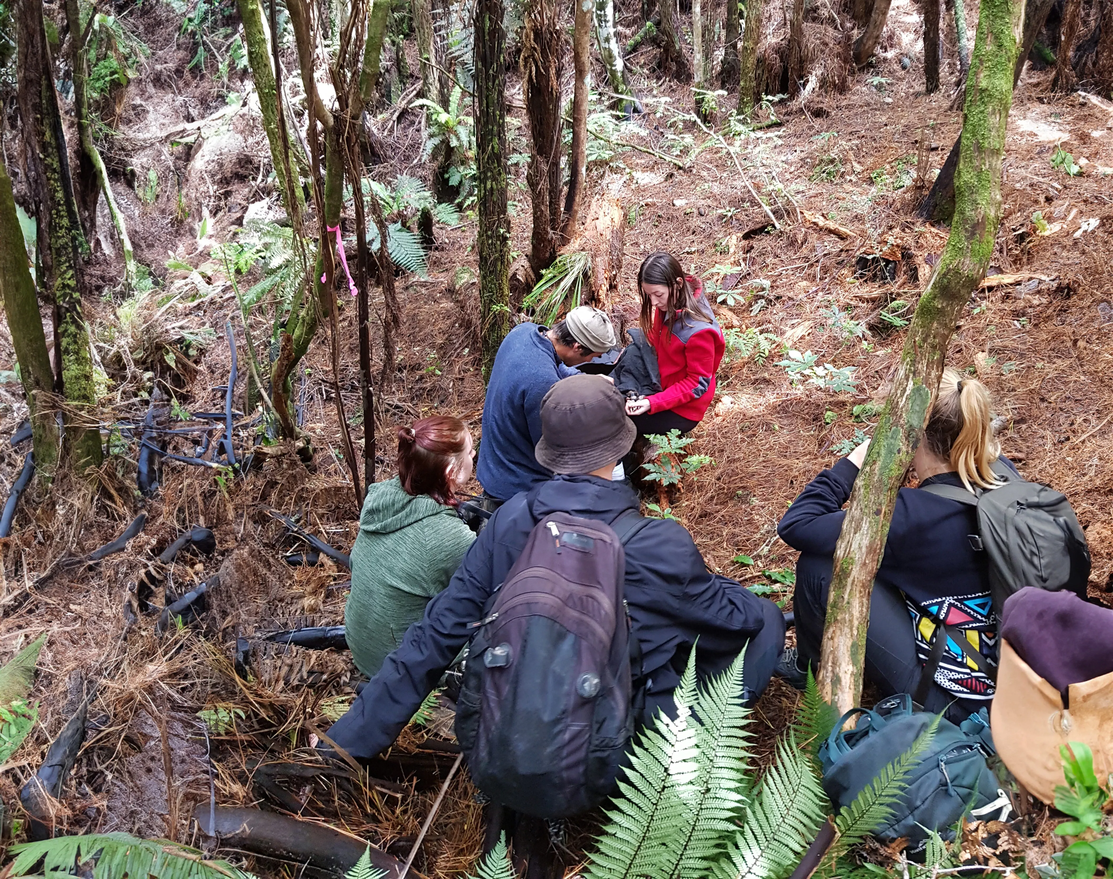 Freiwilligenprojekt Naturschutz Kauri Küste, Neuseeland