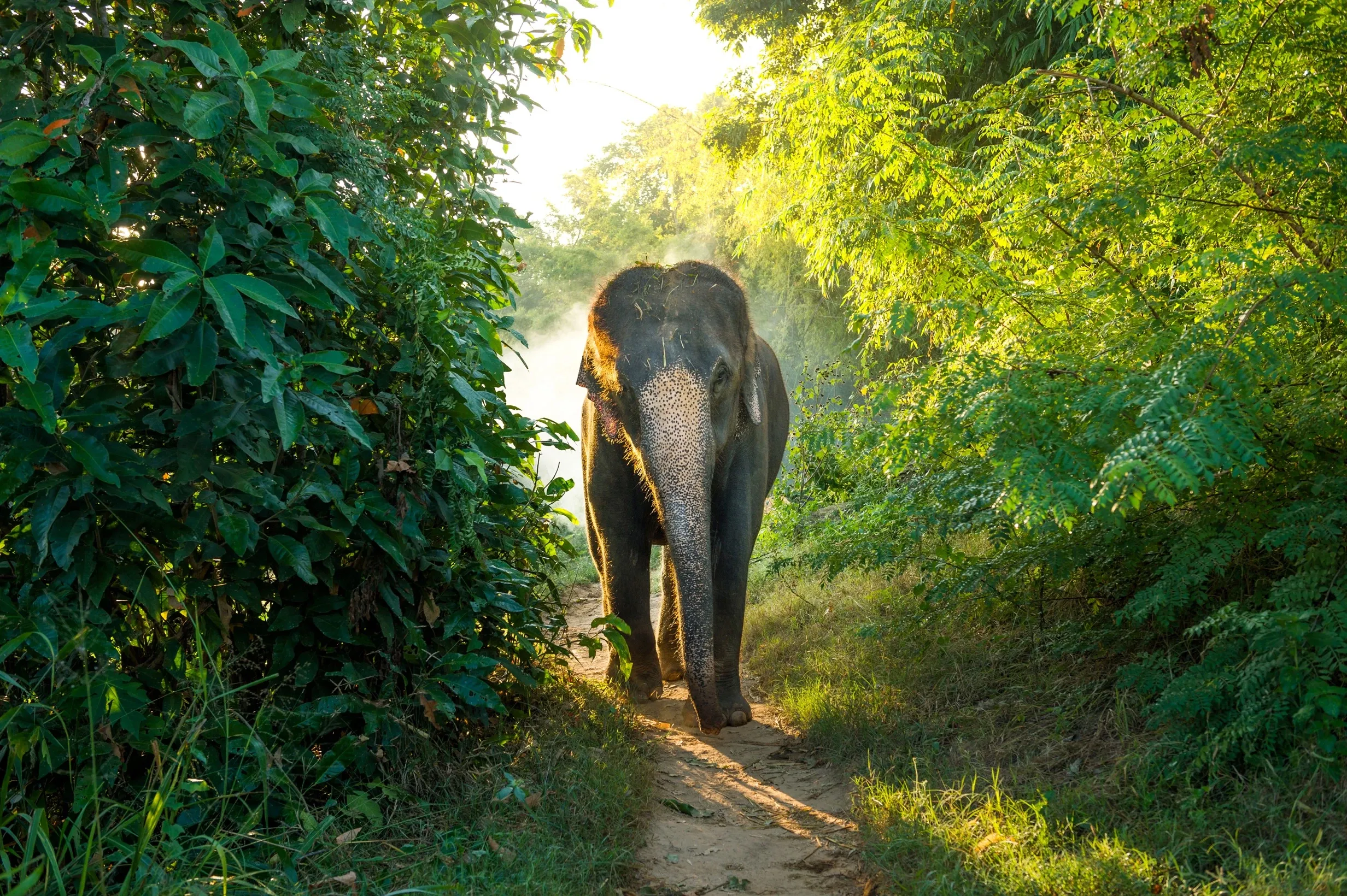Asian elephant