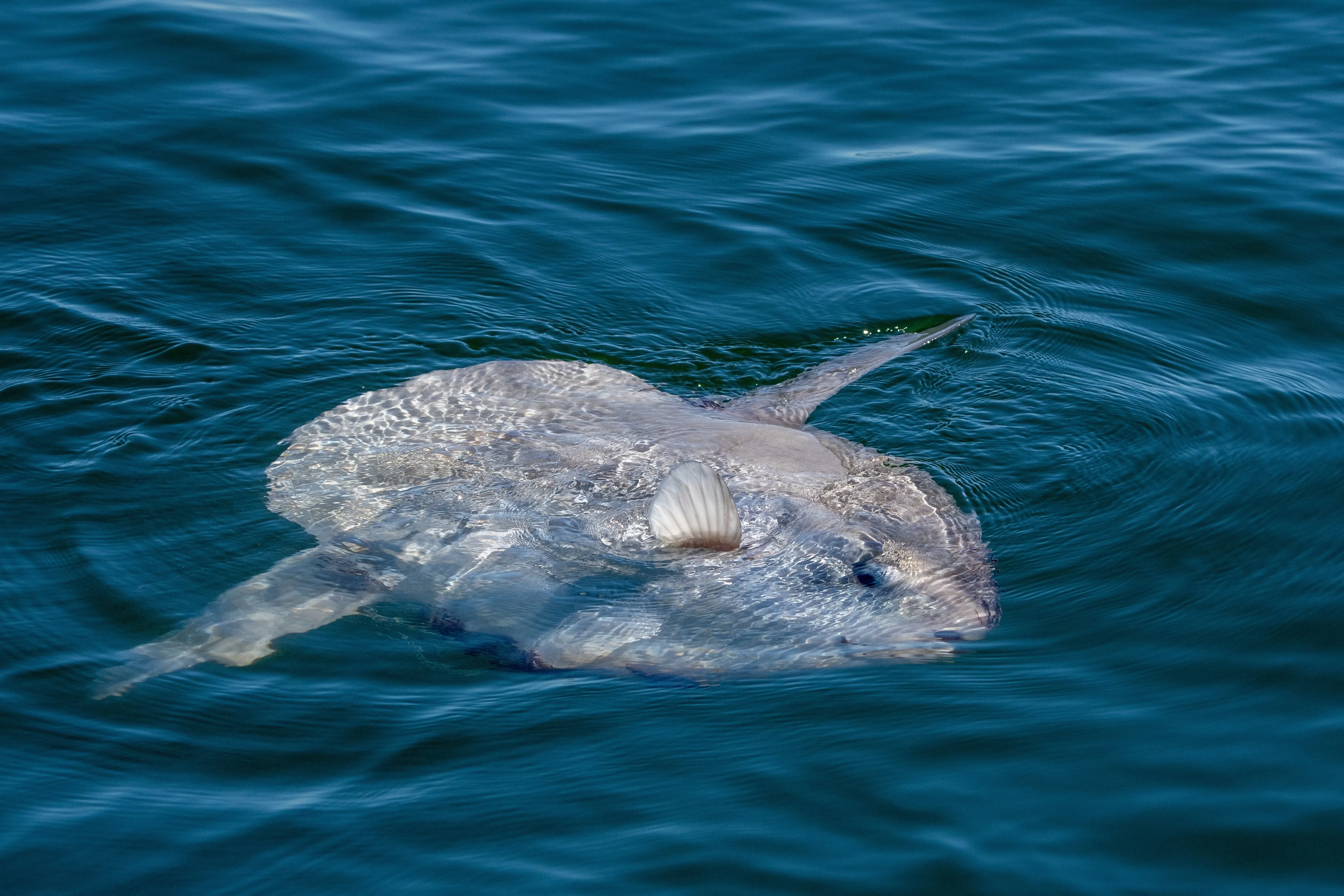 Sonnenbarsch auf der Wasseroberfläche
