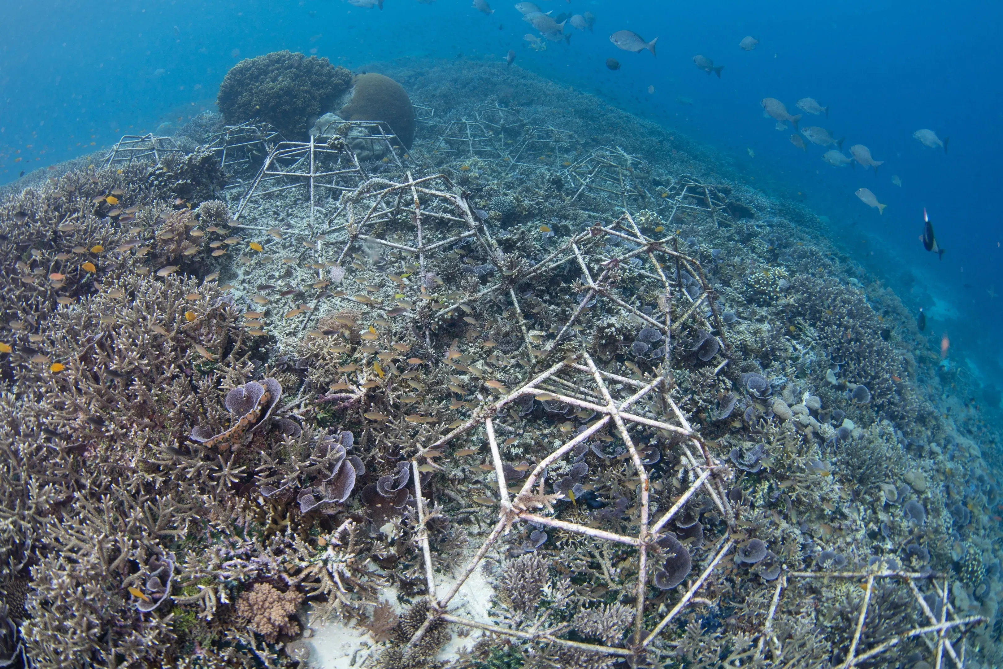 Coral reef restoration project