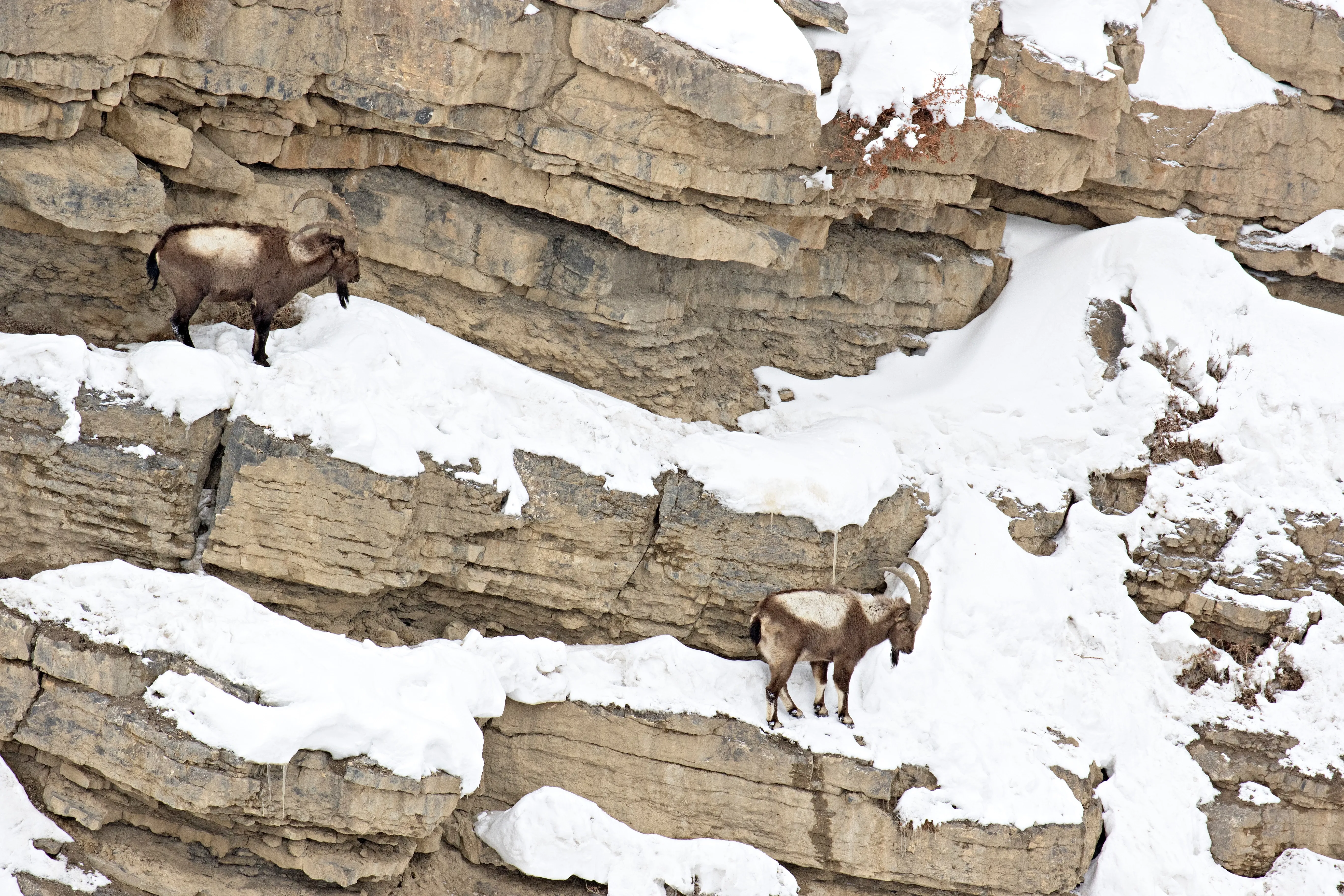 Argali goat on a snow-covered field wall