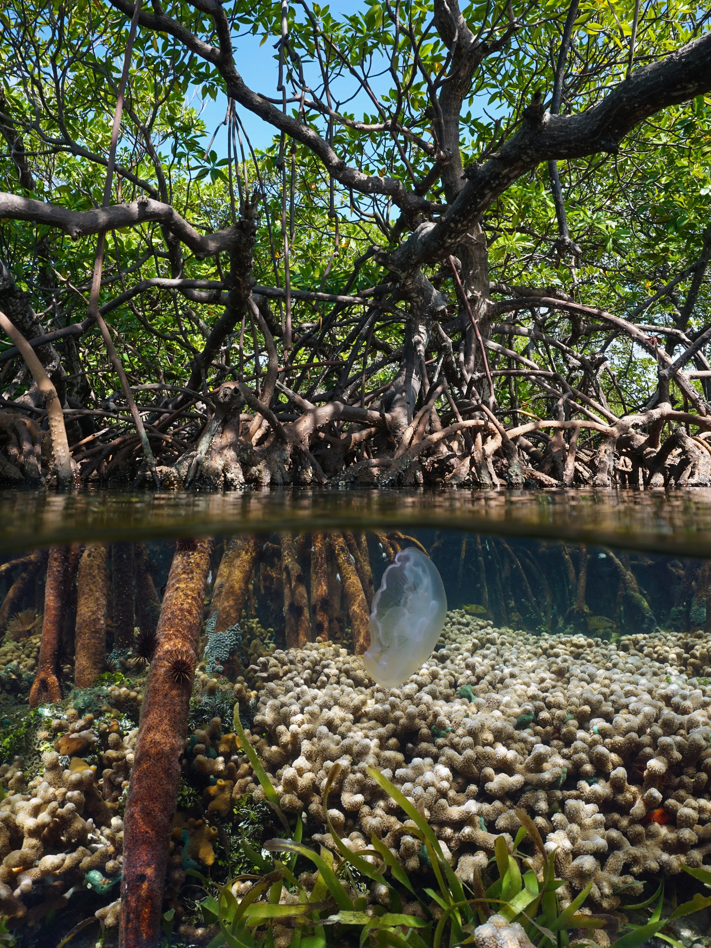 carribean mangrove with jellyfish