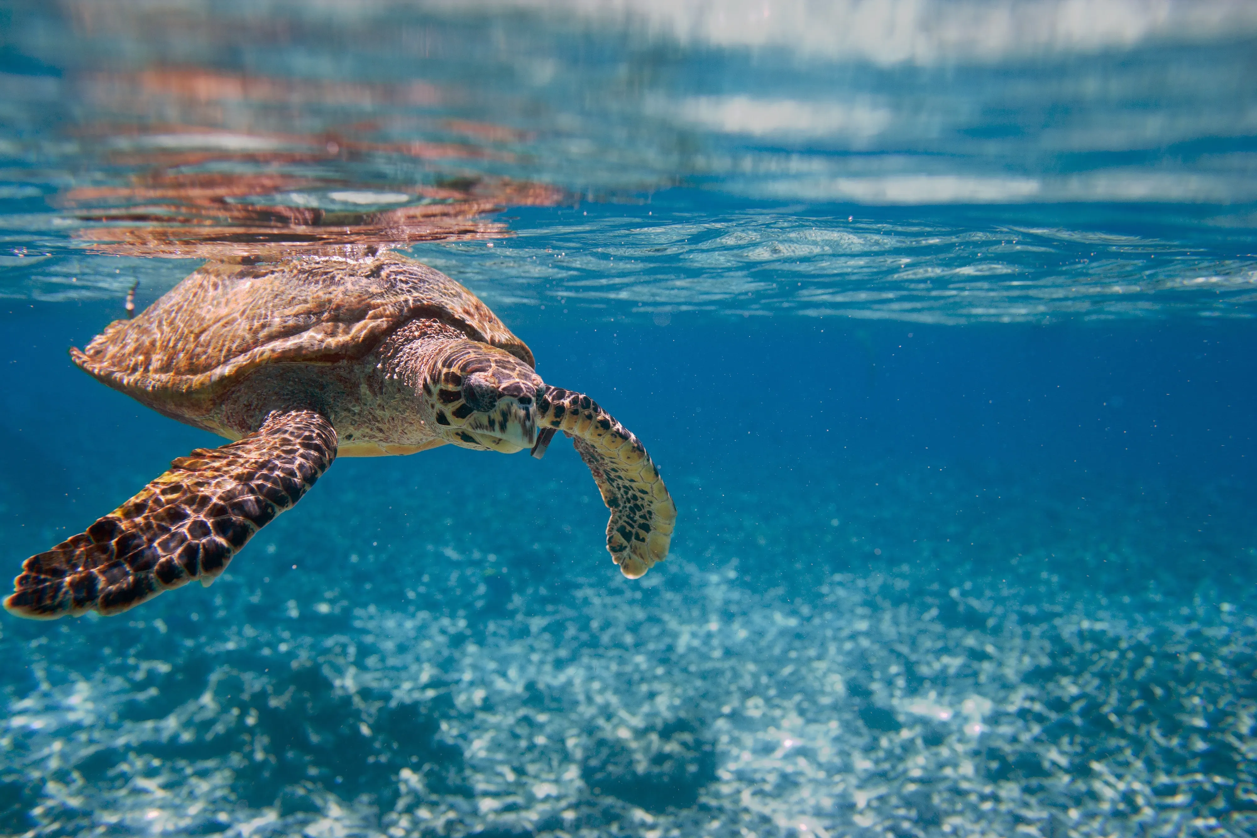 Freiwilligenprojekt Artenschutz, Seychellen