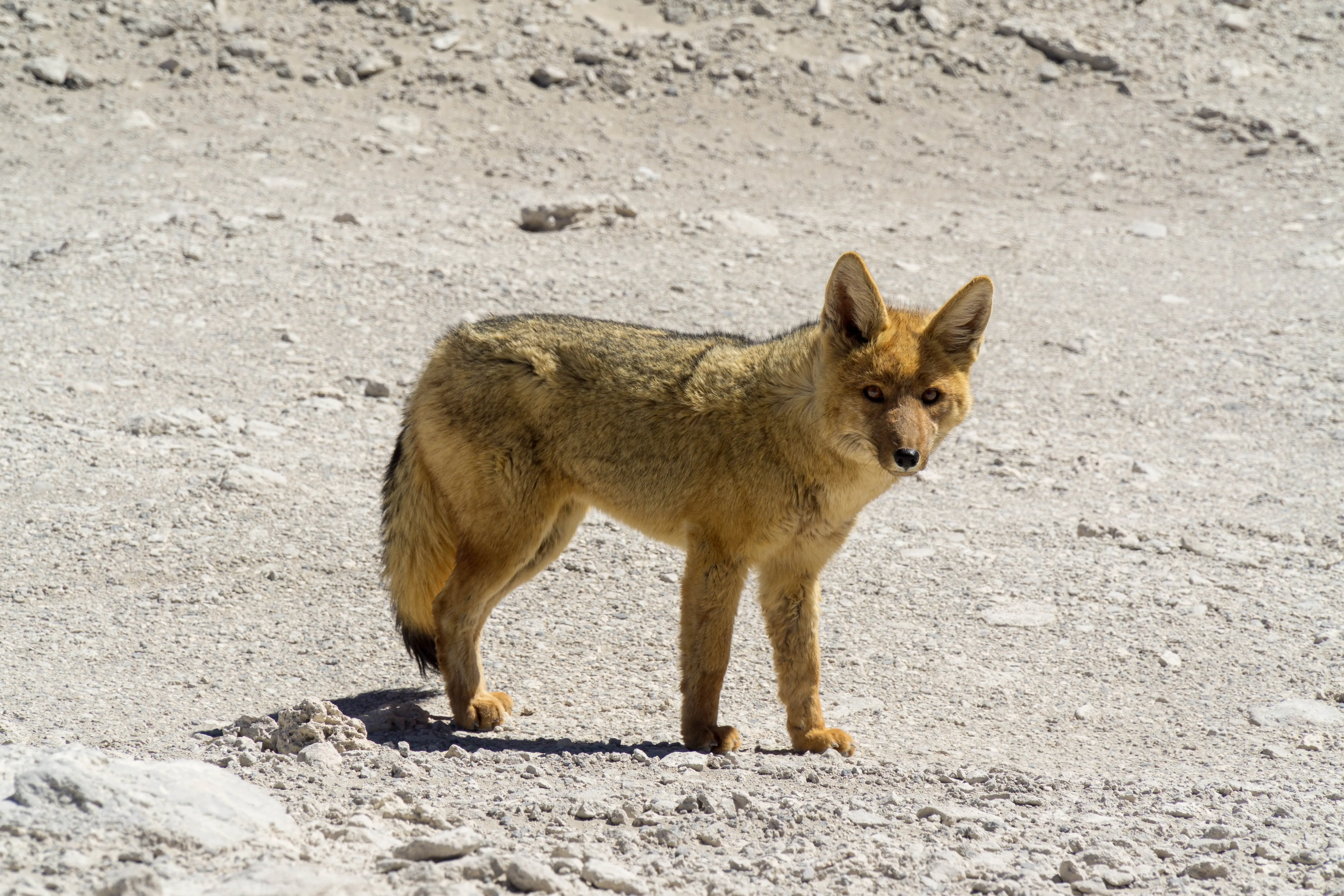 Patagonia desert fox