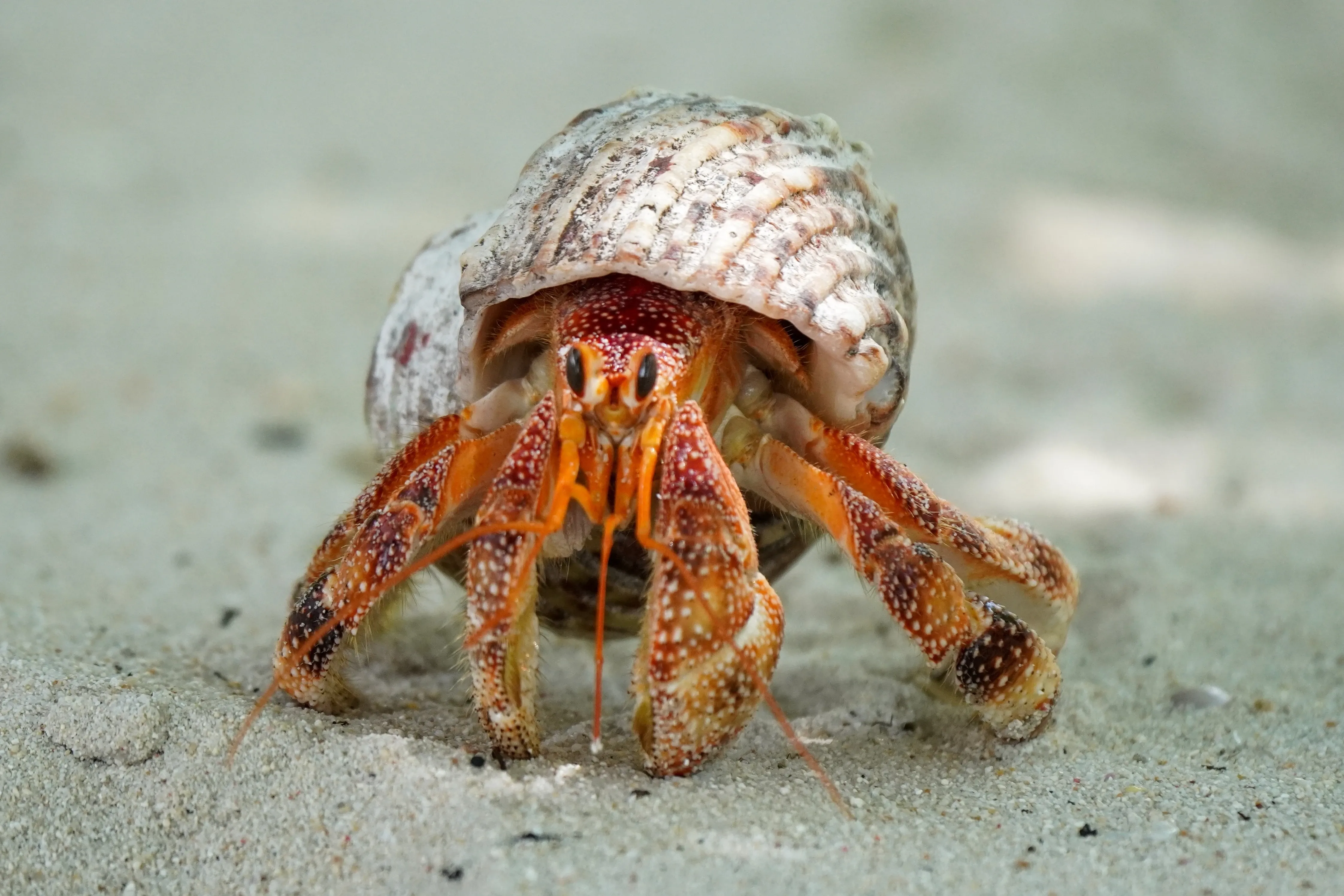 Hermit crab seychelles